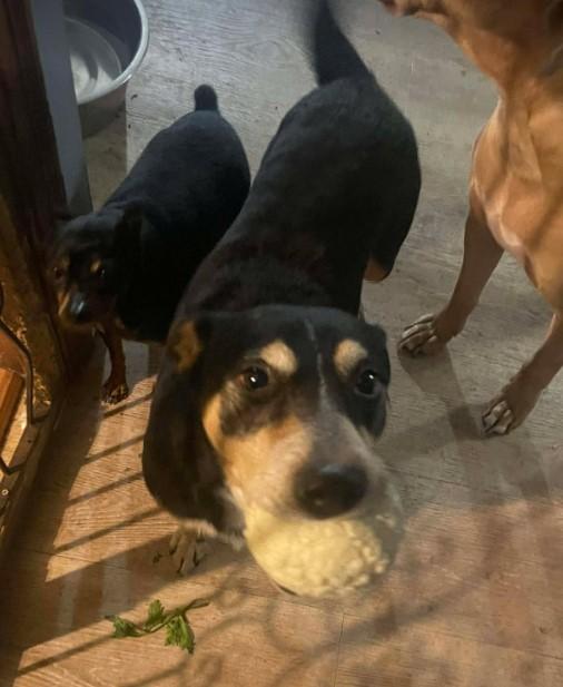 Rosie, a ADOPTABLE mixed breed in Sheboygan, WI image 5/6
