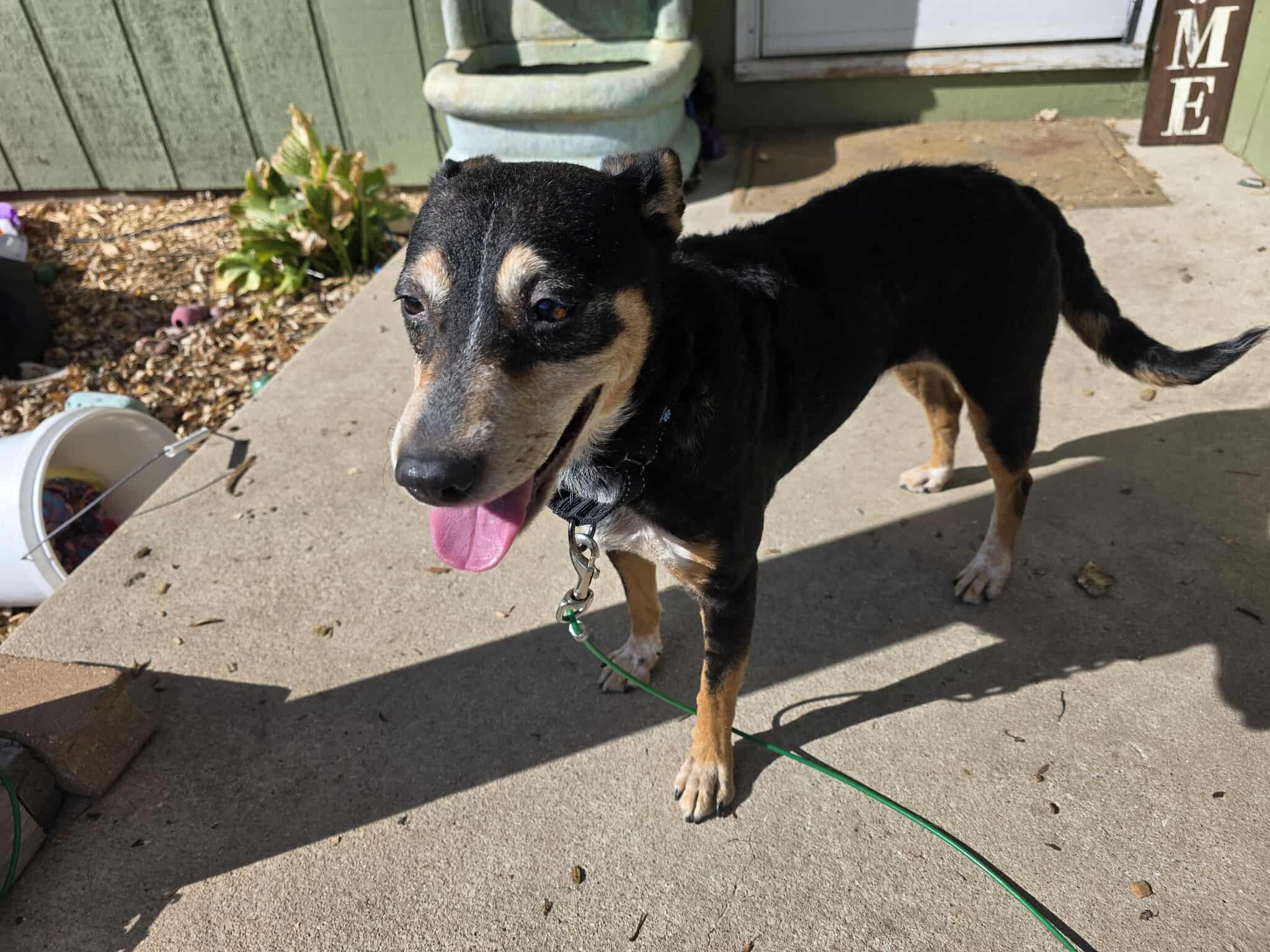 Rosie, ADOPTABLE, Adult Female Australian Cattle Dog / Blue Heeler.