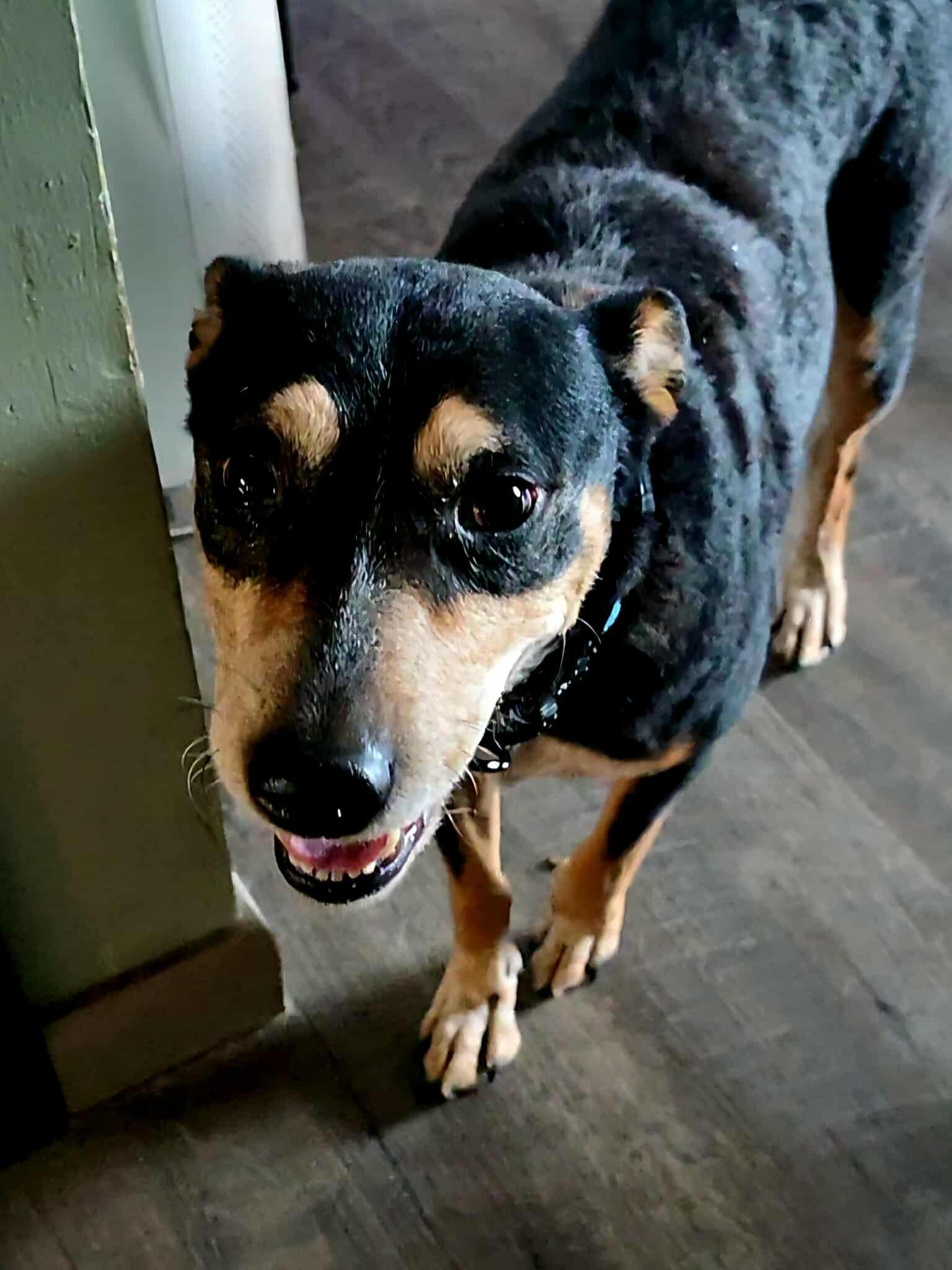 Rosie, a ADOPTABLE mixed breed in Sheboygan, WI image 3/6