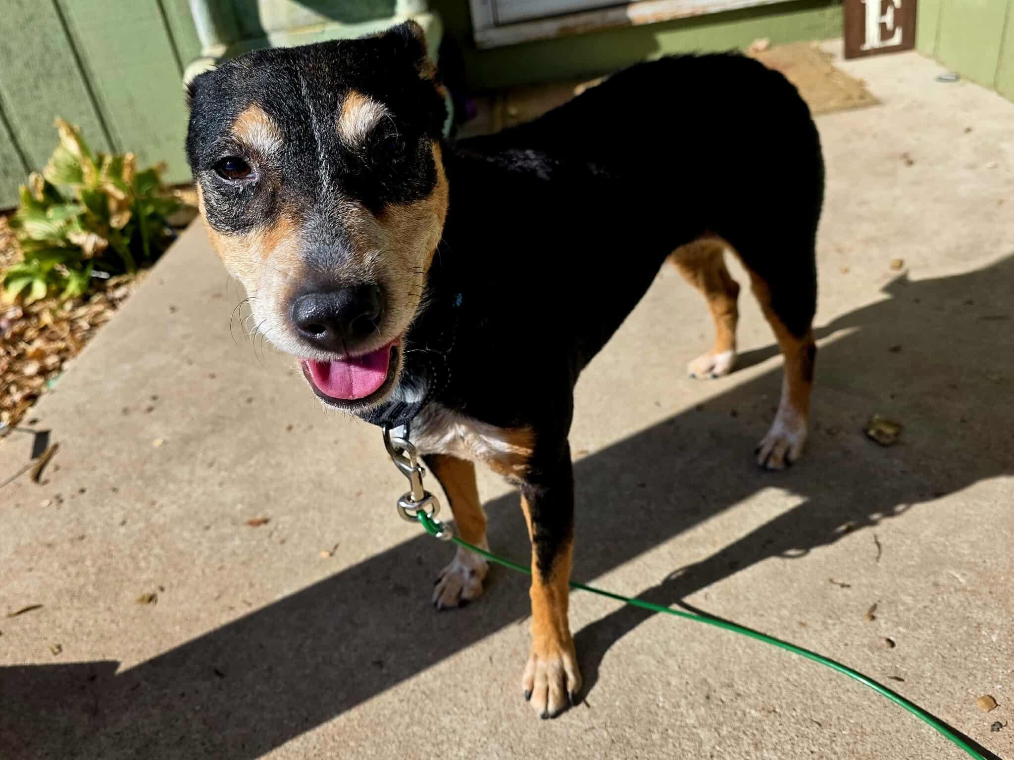 Rosie, a ADOPTABLE mixed breed in Sheboygan, WI image 2/6
