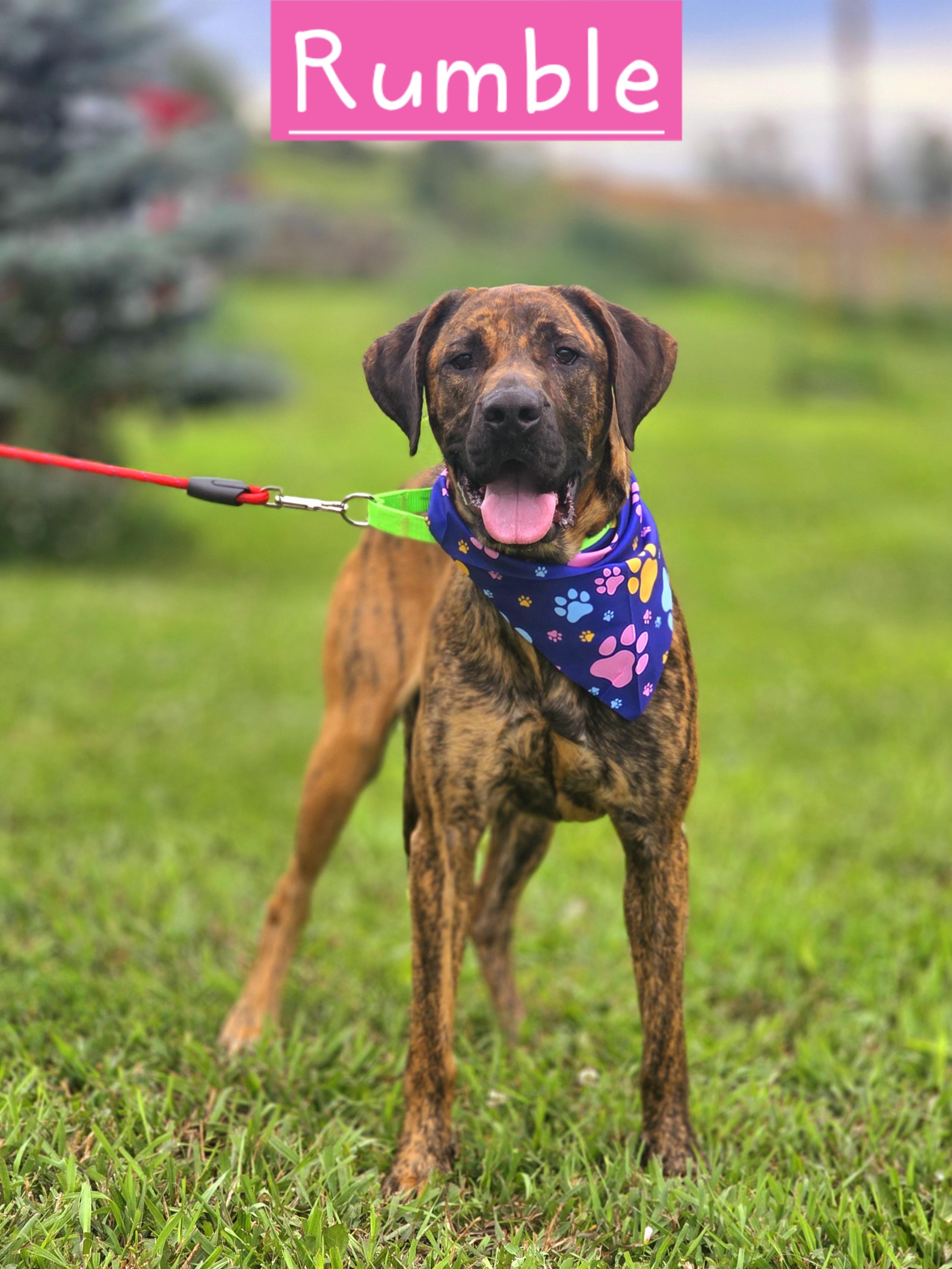 Enlarge Rumble, a ADOPTABLE mixed breed in Walthill, NE image 1/1