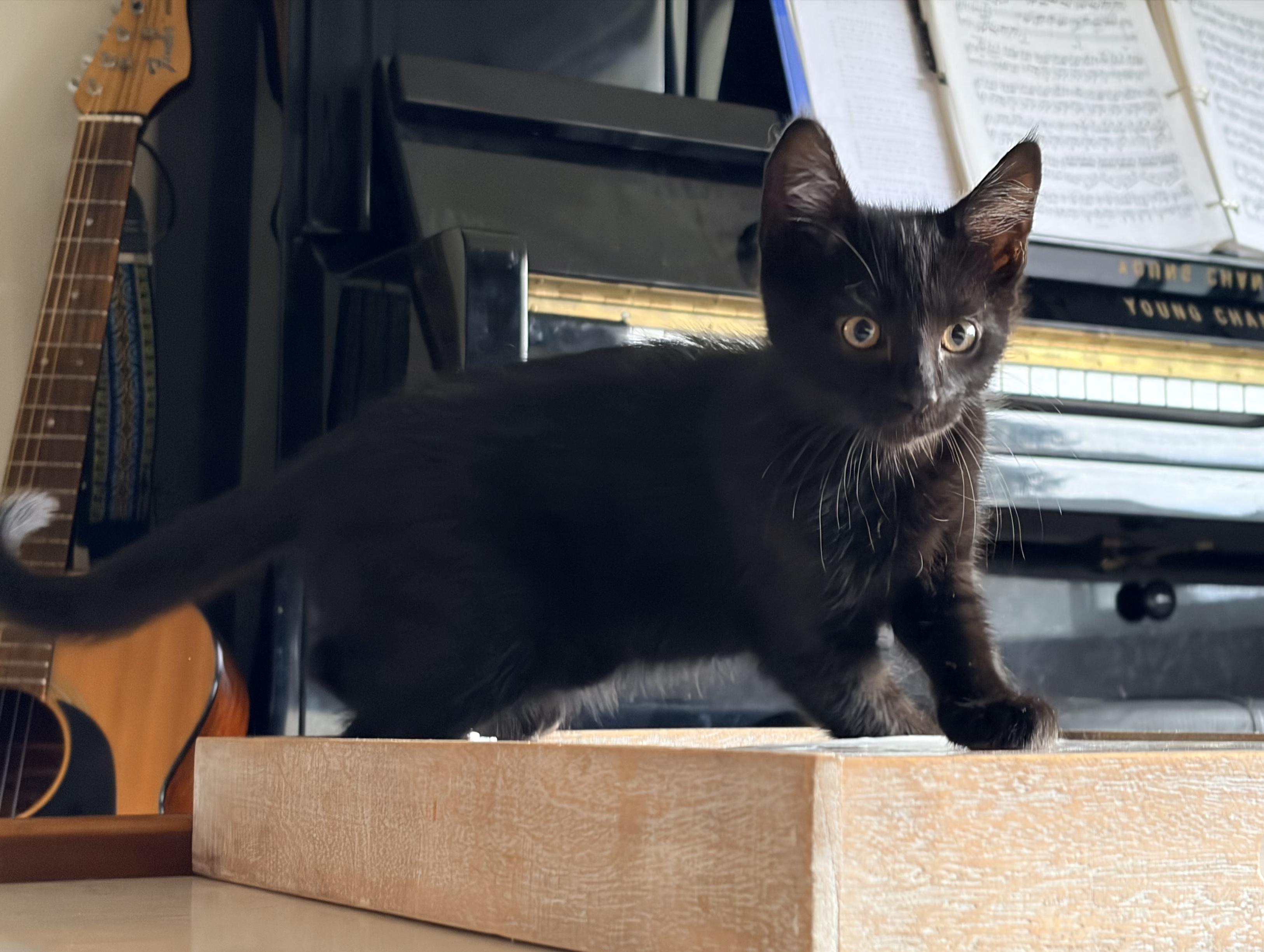 Enlarge Bonded Pair Fig & Kiwi, an adopted Domestic Short Hair in Des Moines , WA image 5/5