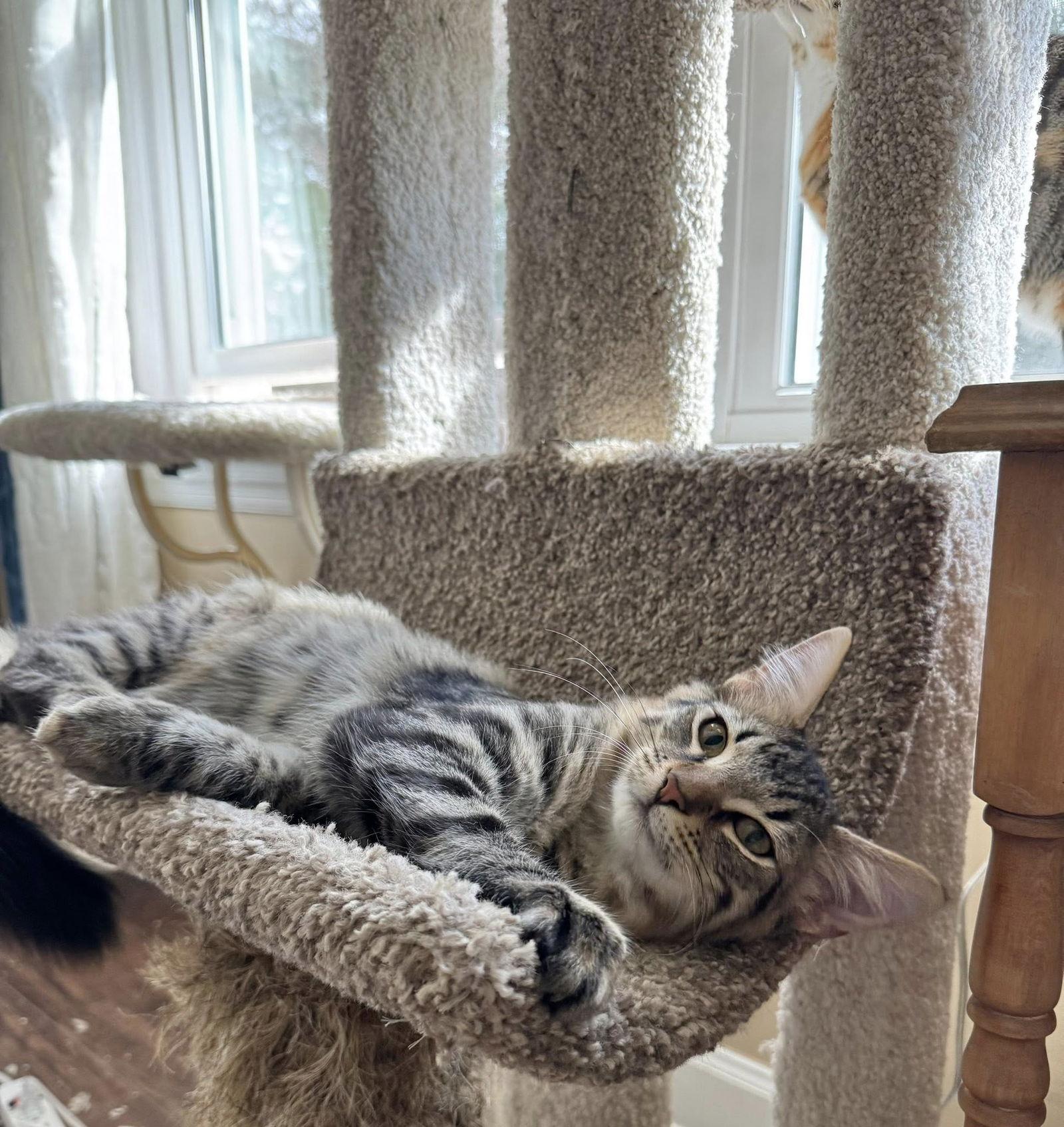 Reese, Adoptable, Young Male Domestic Medium Hair.