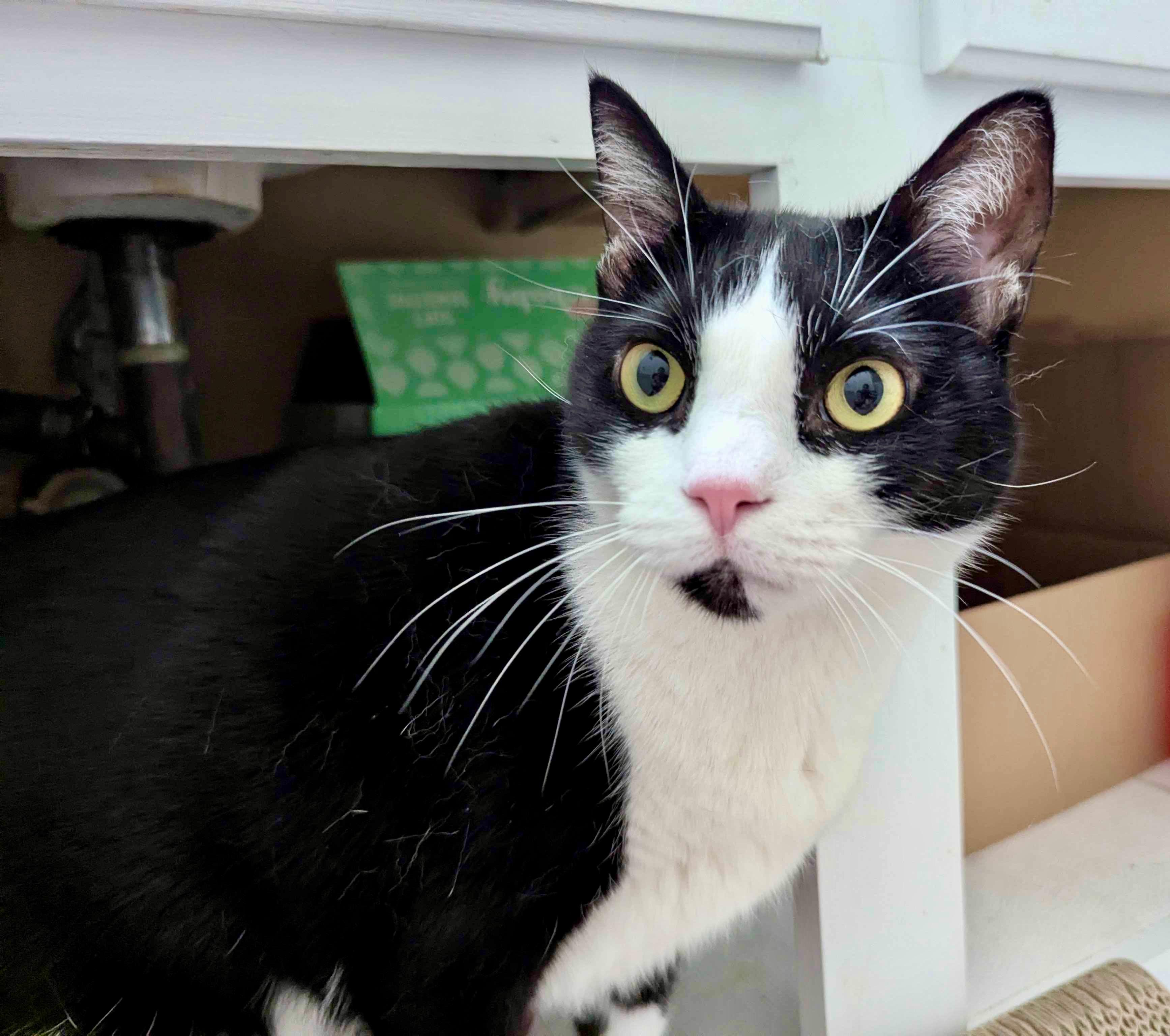 Bridgette, a Adoptable American Shorthair in Sunset Valley, TX image 2/3