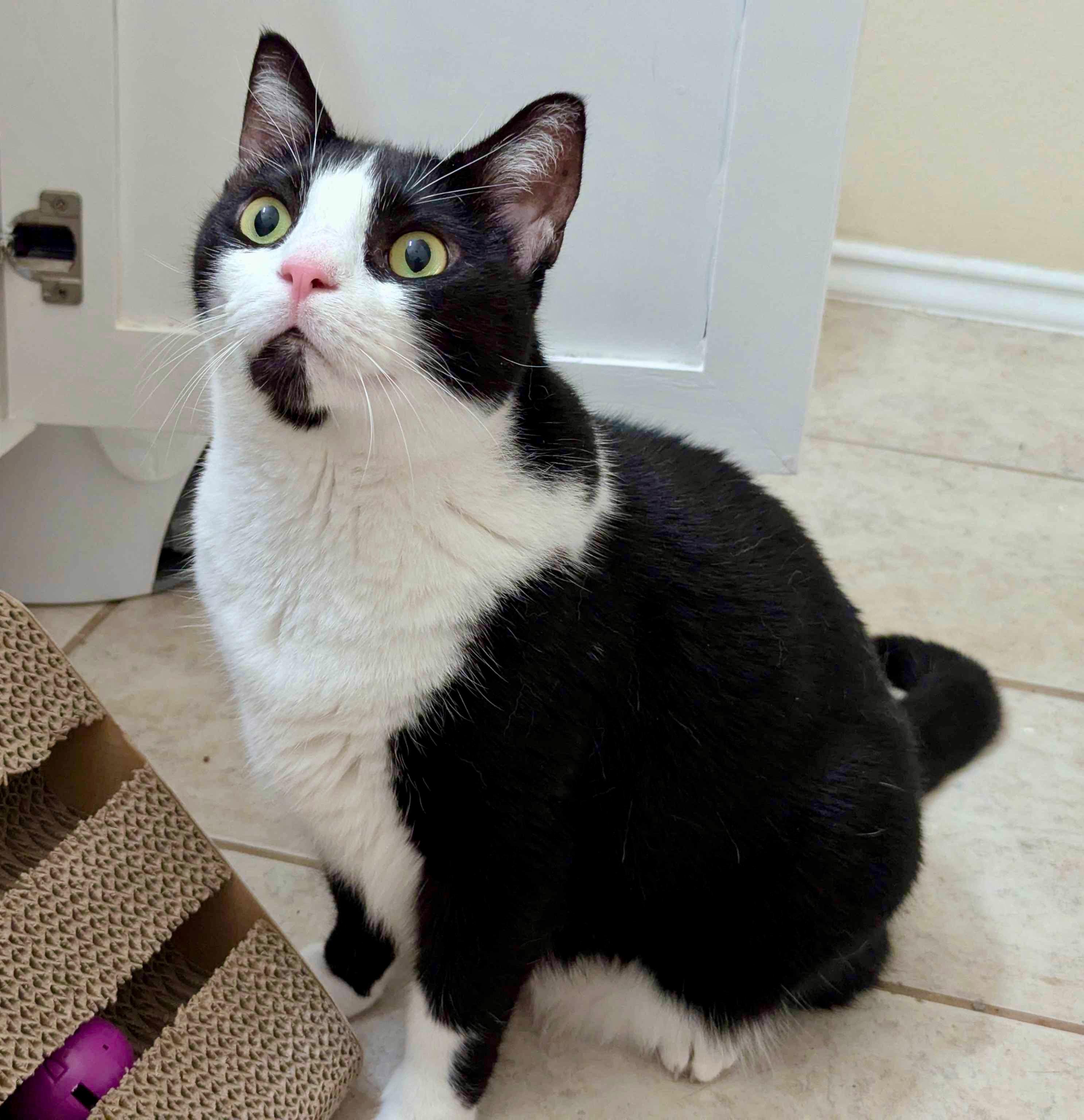 Bridgette, Adoptable, Adult Female American Shorthair.