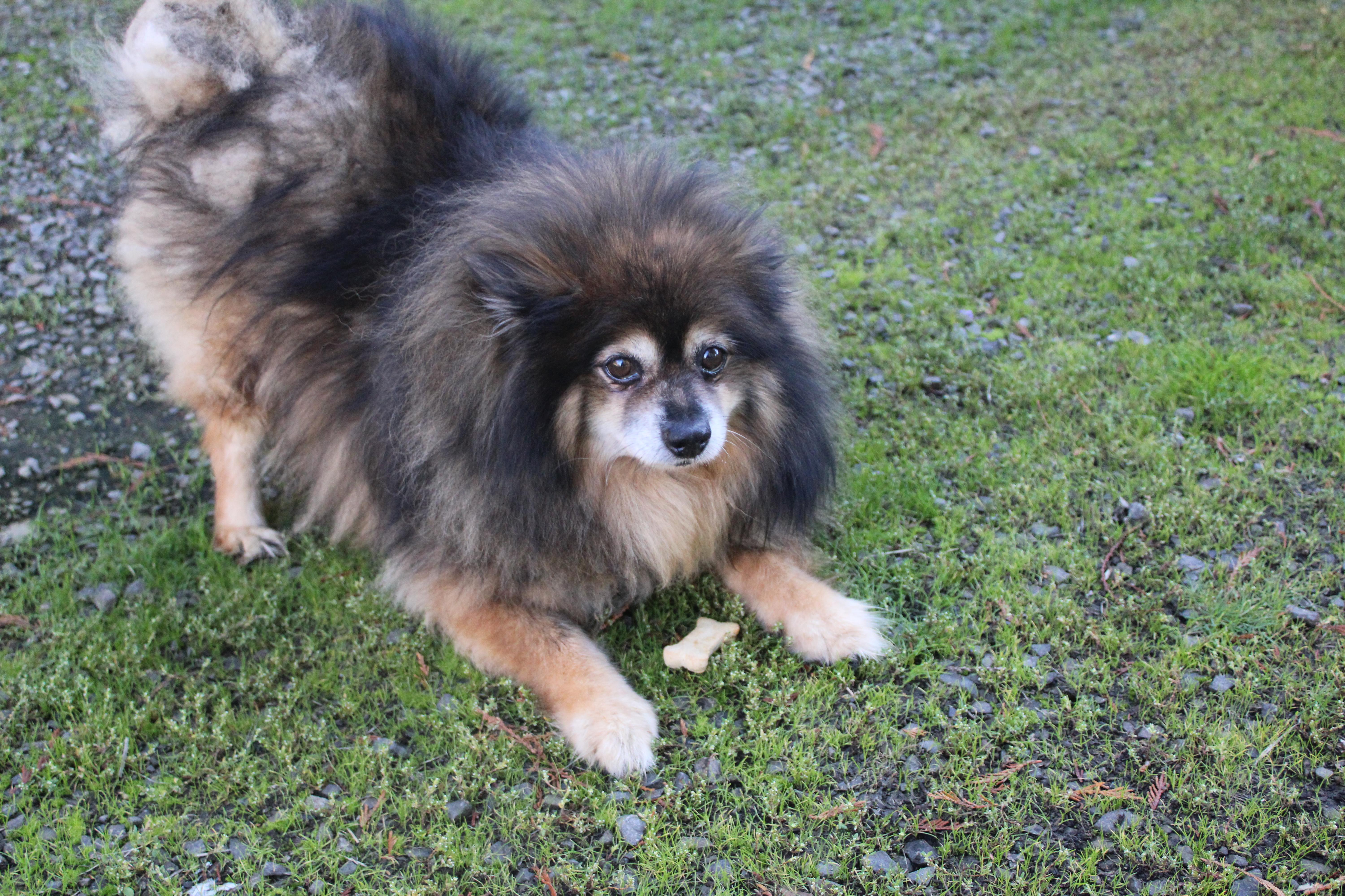 Enlarge Mr Tickle, a Adoptable Pomeranian in Tillamook, OR image 2/5
