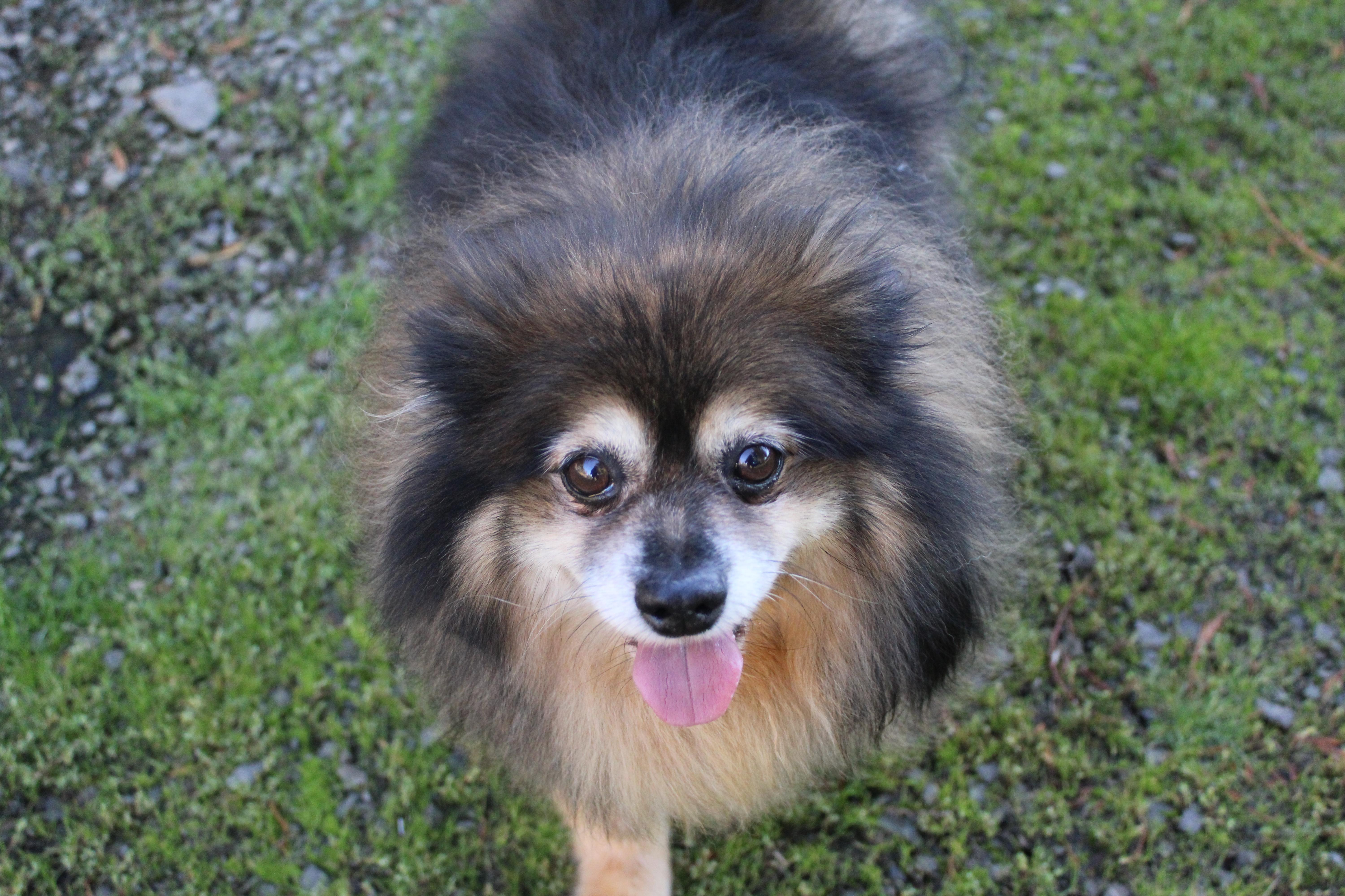 Mr Tickle, Adoptable, Adult Male Pomeranian.