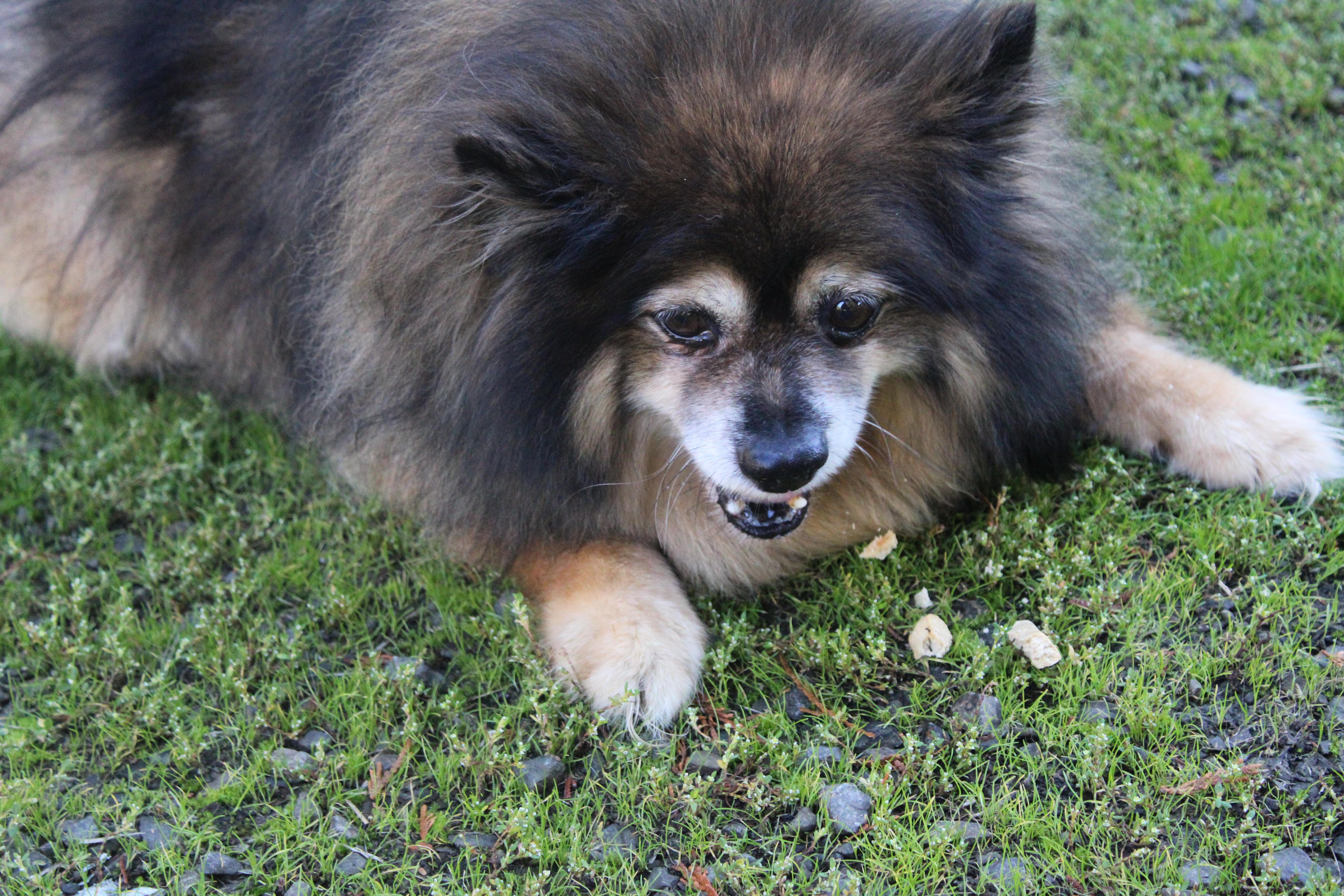 Enlarge Mr Tickle, a Adoptable Pomeranian in Tillamook, OR image 5/5