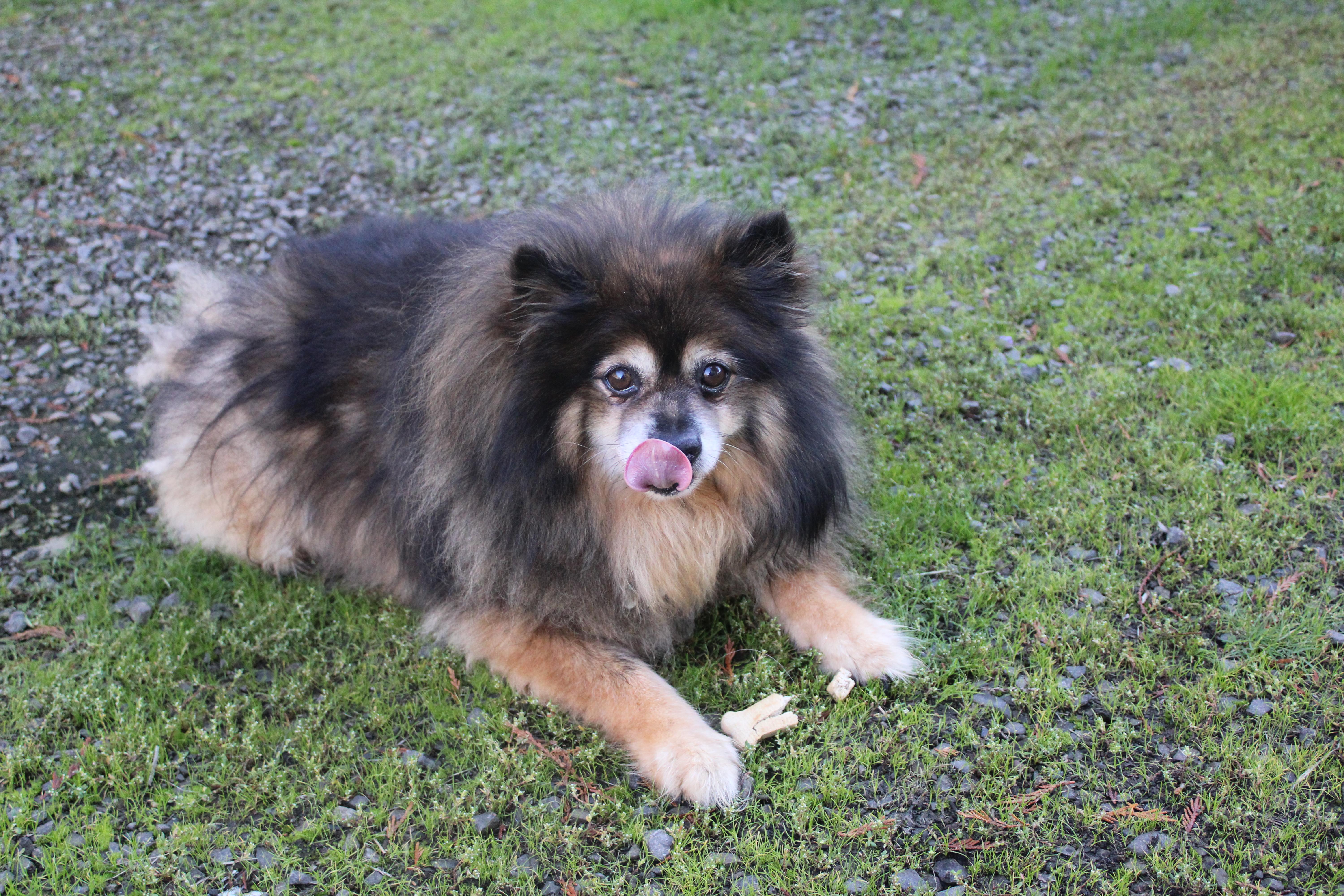 Enlarge Mr Tickle, a Adoptable Pomeranian in Tillamook, OR image 4/5