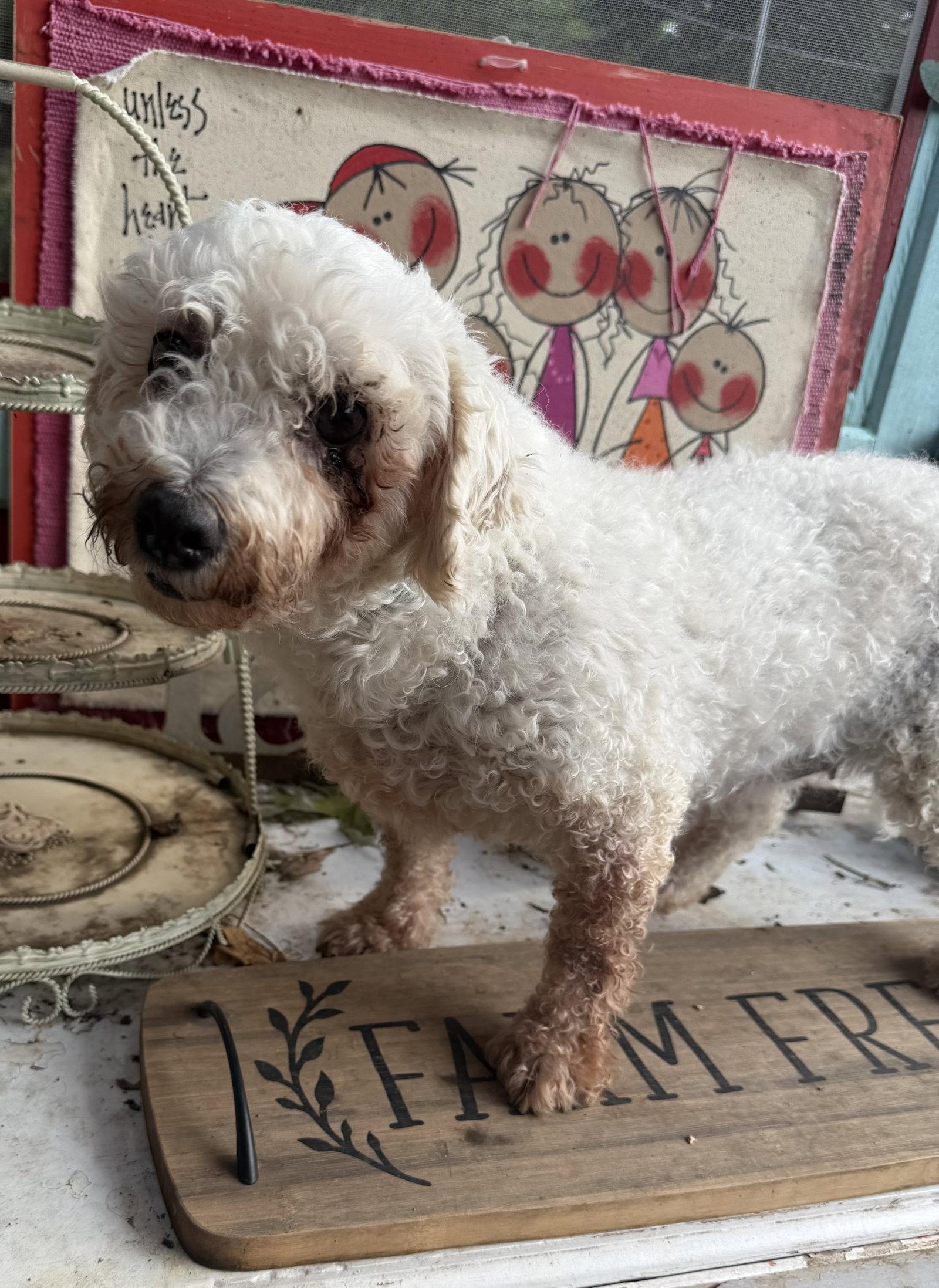 Enlarge Cynthia, a Adoptable Bichon Frise in Sioux Falls, SD image 1/1