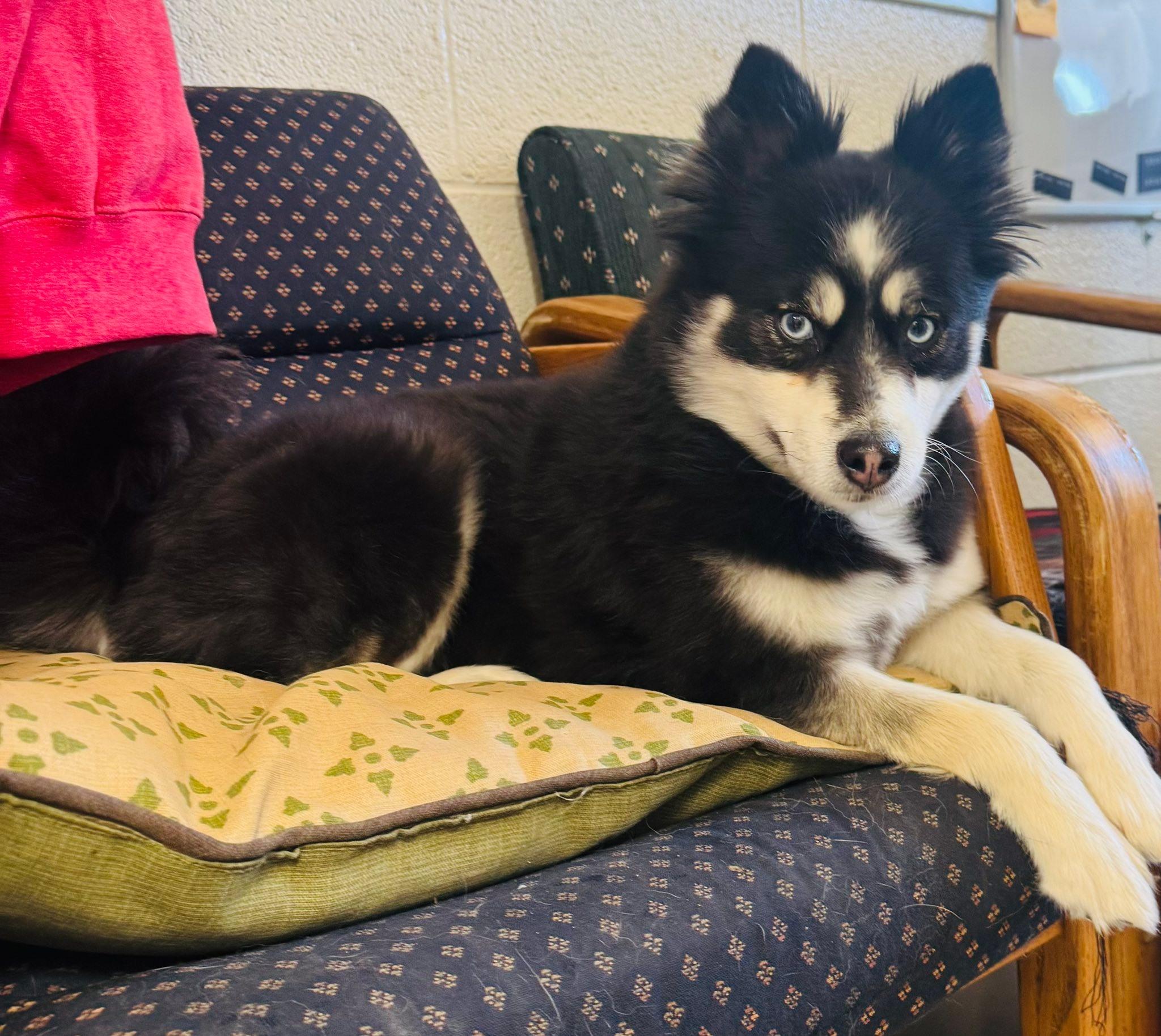 Princess, adopted, Adult Female Husky & Pomeranian.