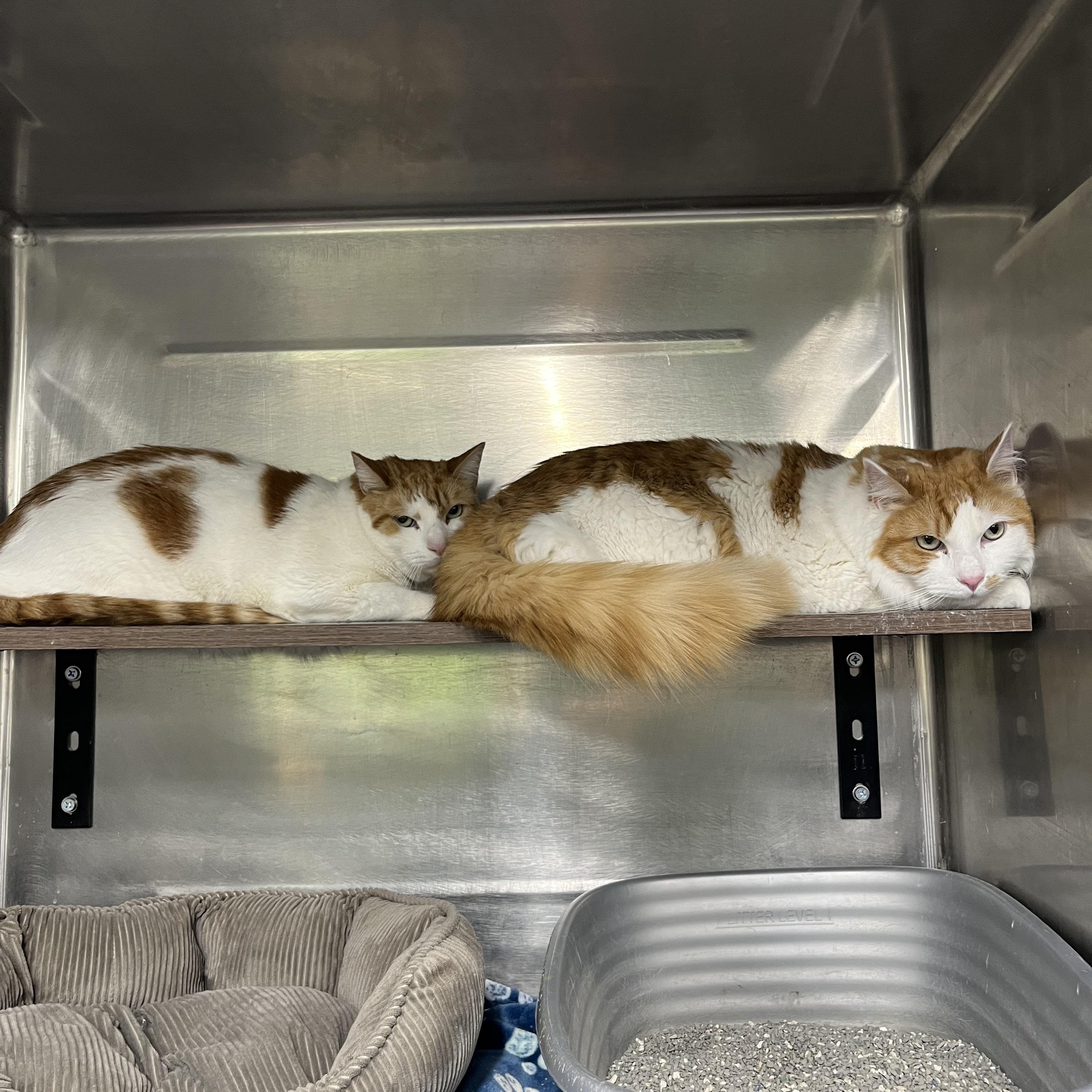 Enlarge Charlie & Teddy, a ADOPTABLE Tabby in Pompton Plains, NJ image 1/1