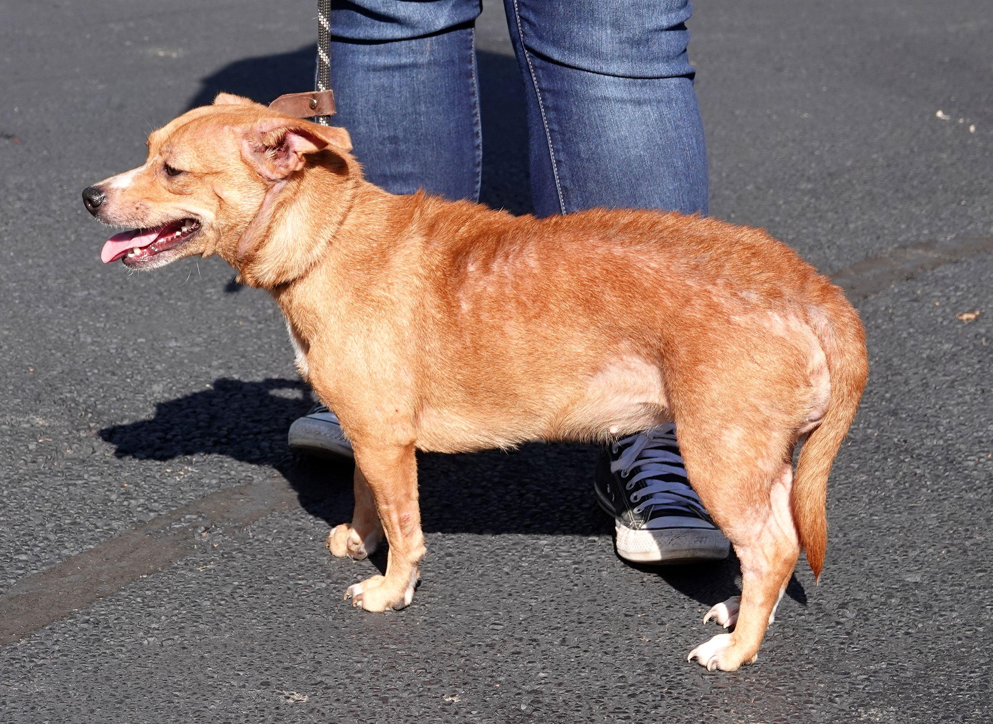 Enlarge Opossum - CLAIMED BY OWNER, a Adopted mixed breed in Millfield, OH image 3/3