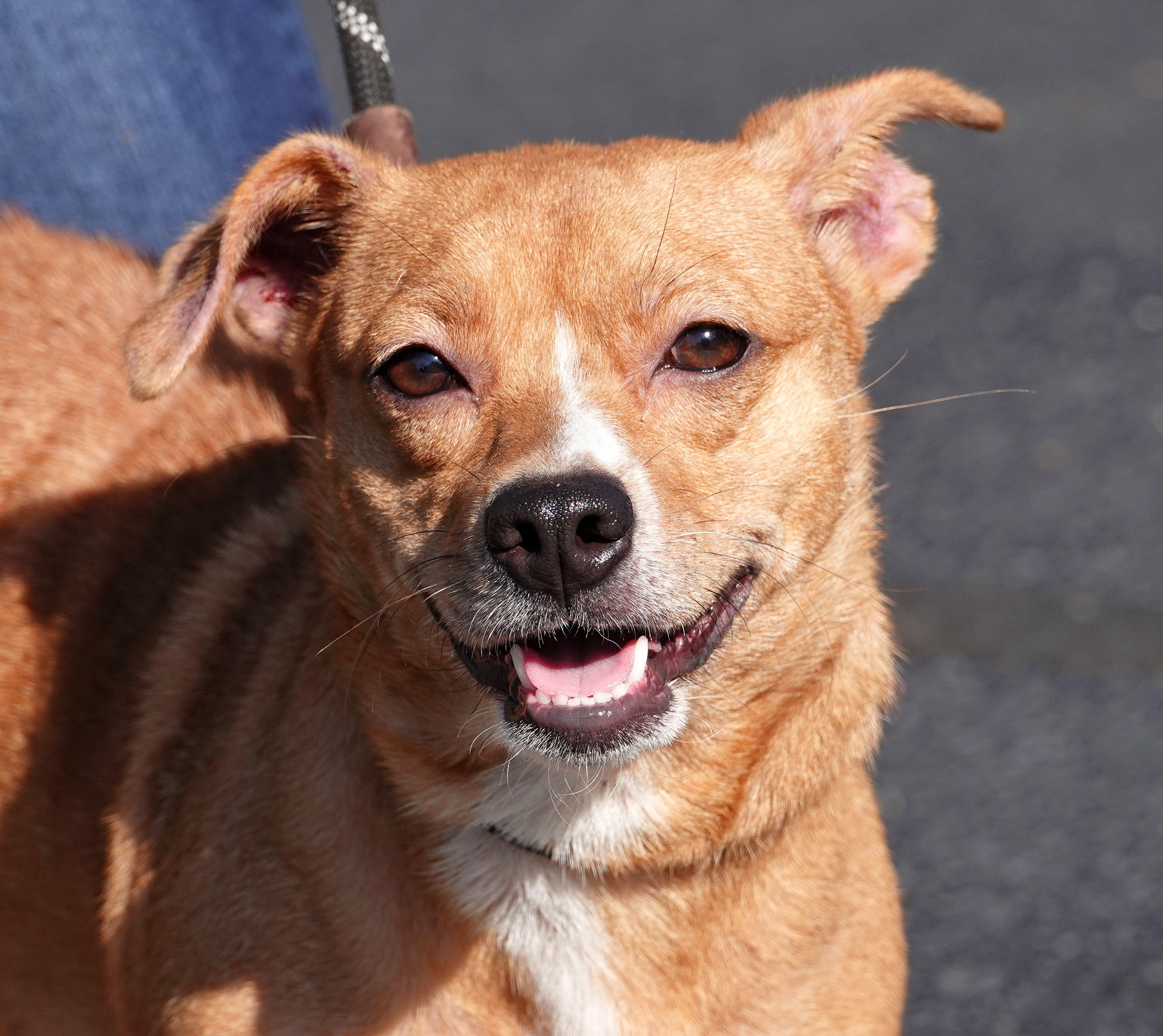 Opossum - CLAIMED BY OWNER, Adopted, Adult Female Beagle.