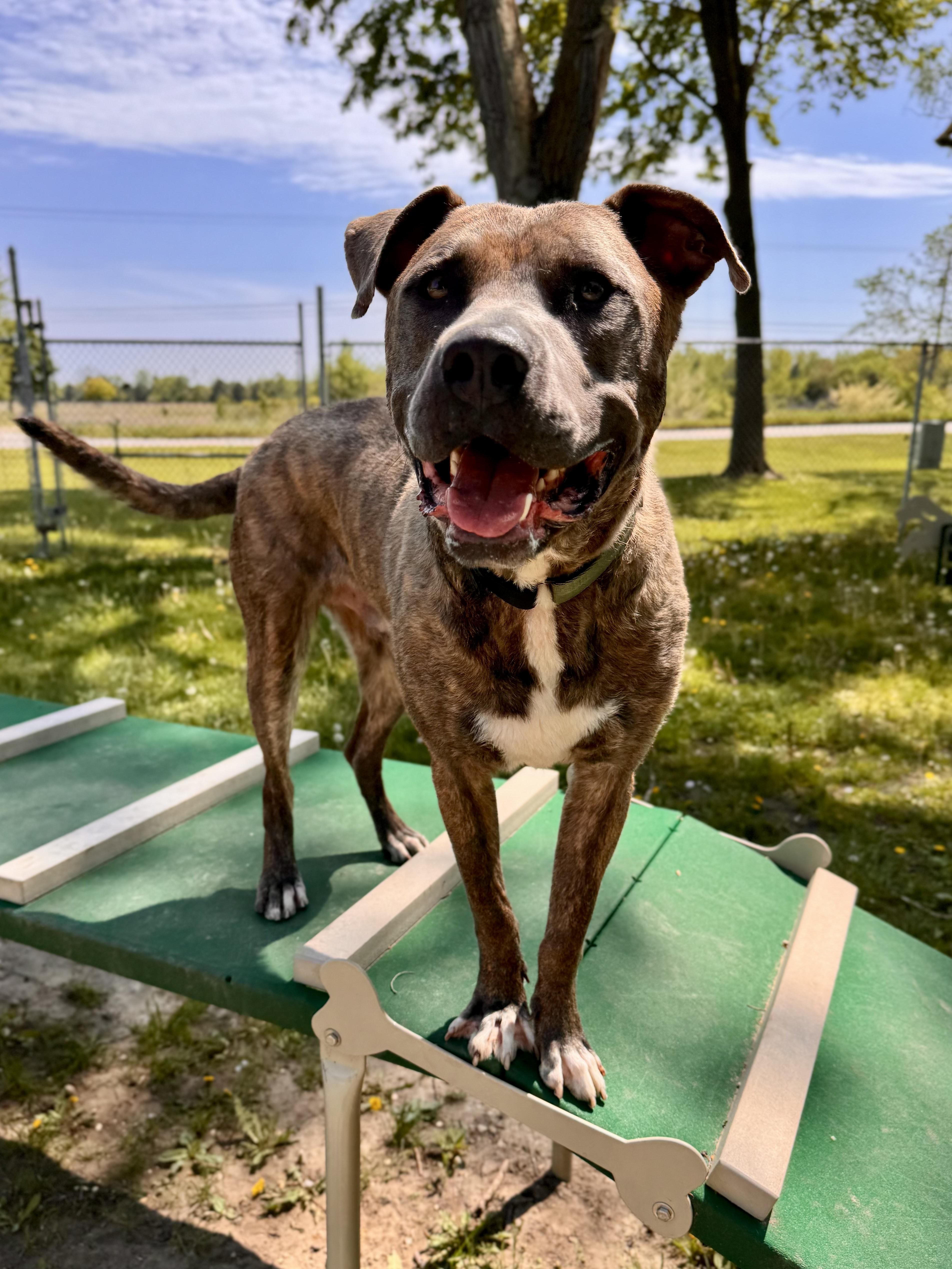 Enlarge Chex, a ADOPTABLE mixed breed in Midland, MI image 2/4