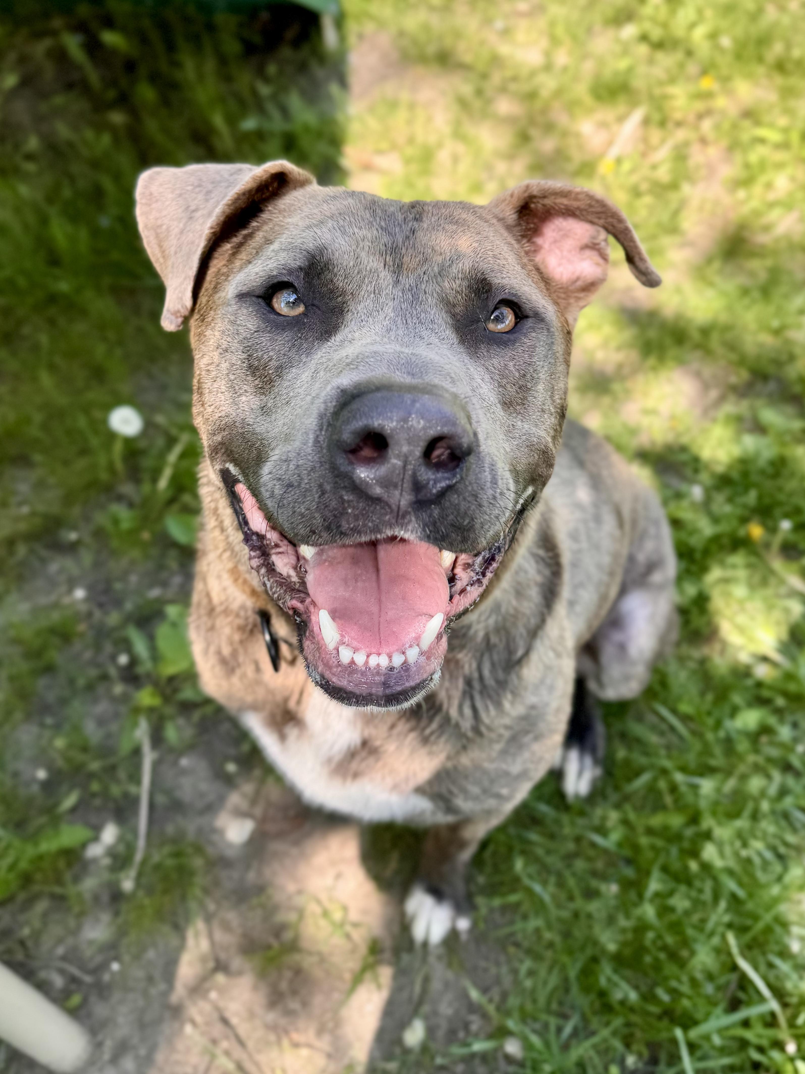 Chex, ADOPTABLE, Young Male Mastiff.