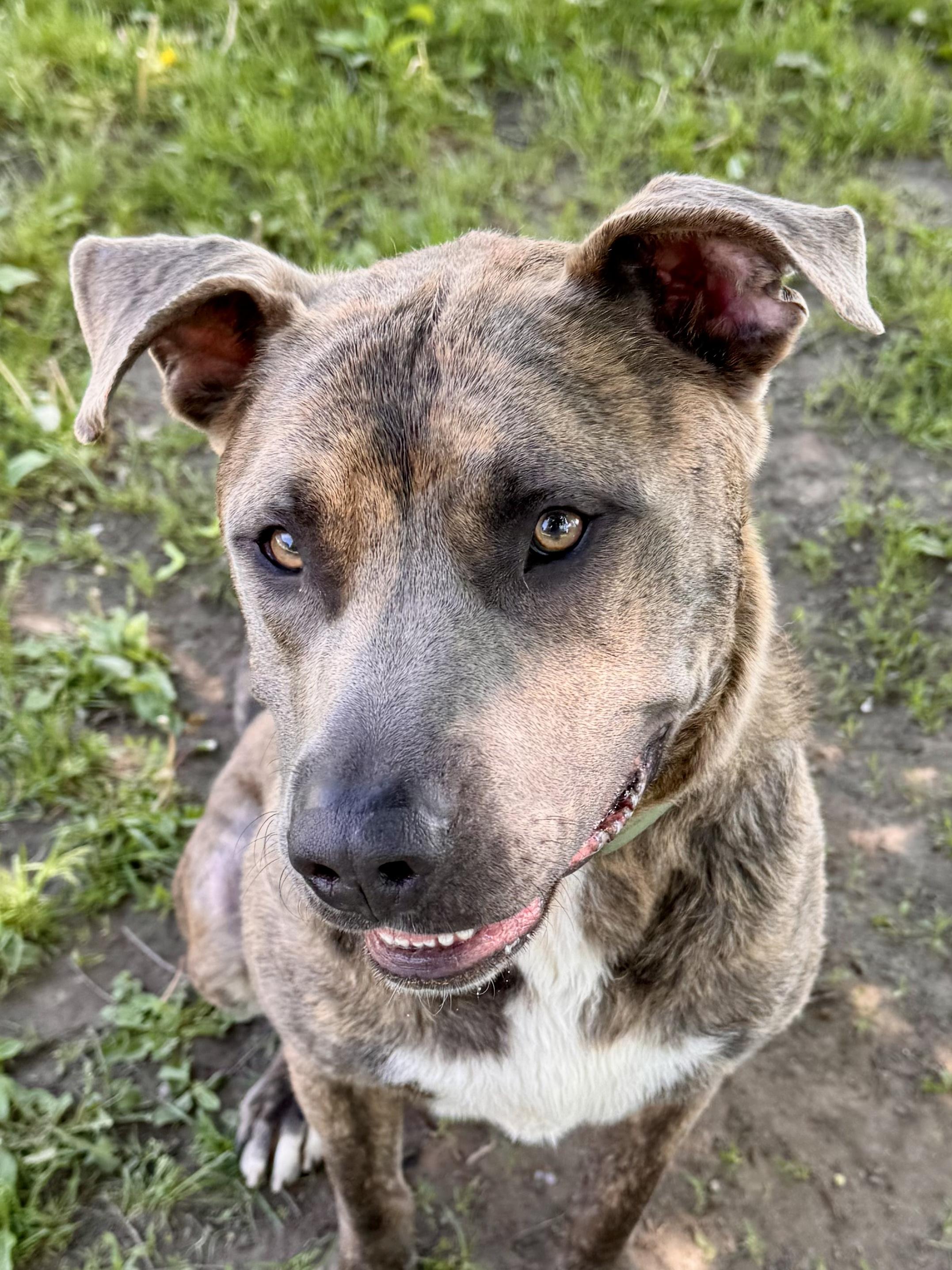 Enlarge Chex, a ADOPTABLE mixed breed in Midland, MI image 3/4