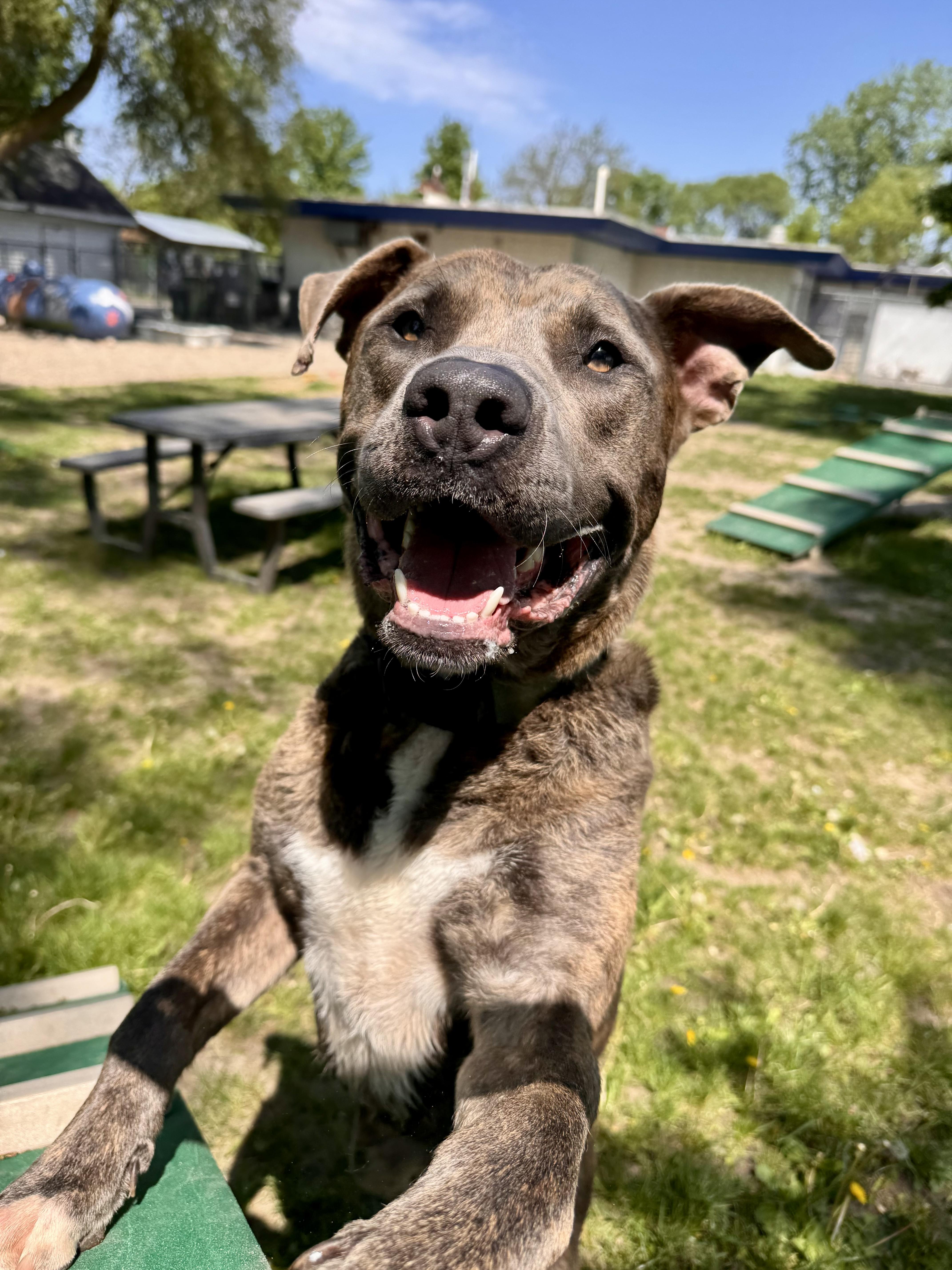 Enlarge Chex, a ADOPTABLE mixed breed in Midland, MI image 4/4