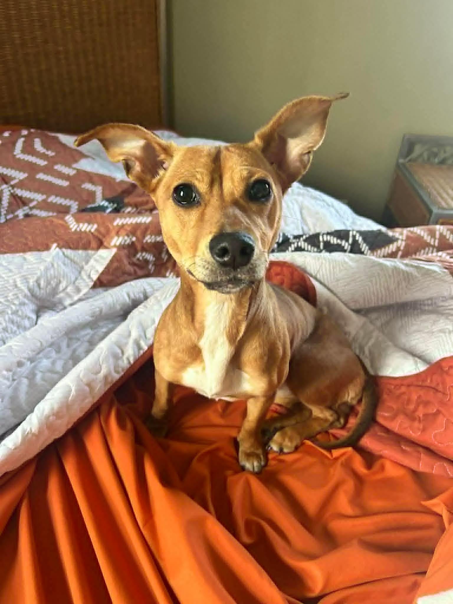 Enlarge Chica, a ADOPTABLE mixed breed in Oregon, OH image 1/2