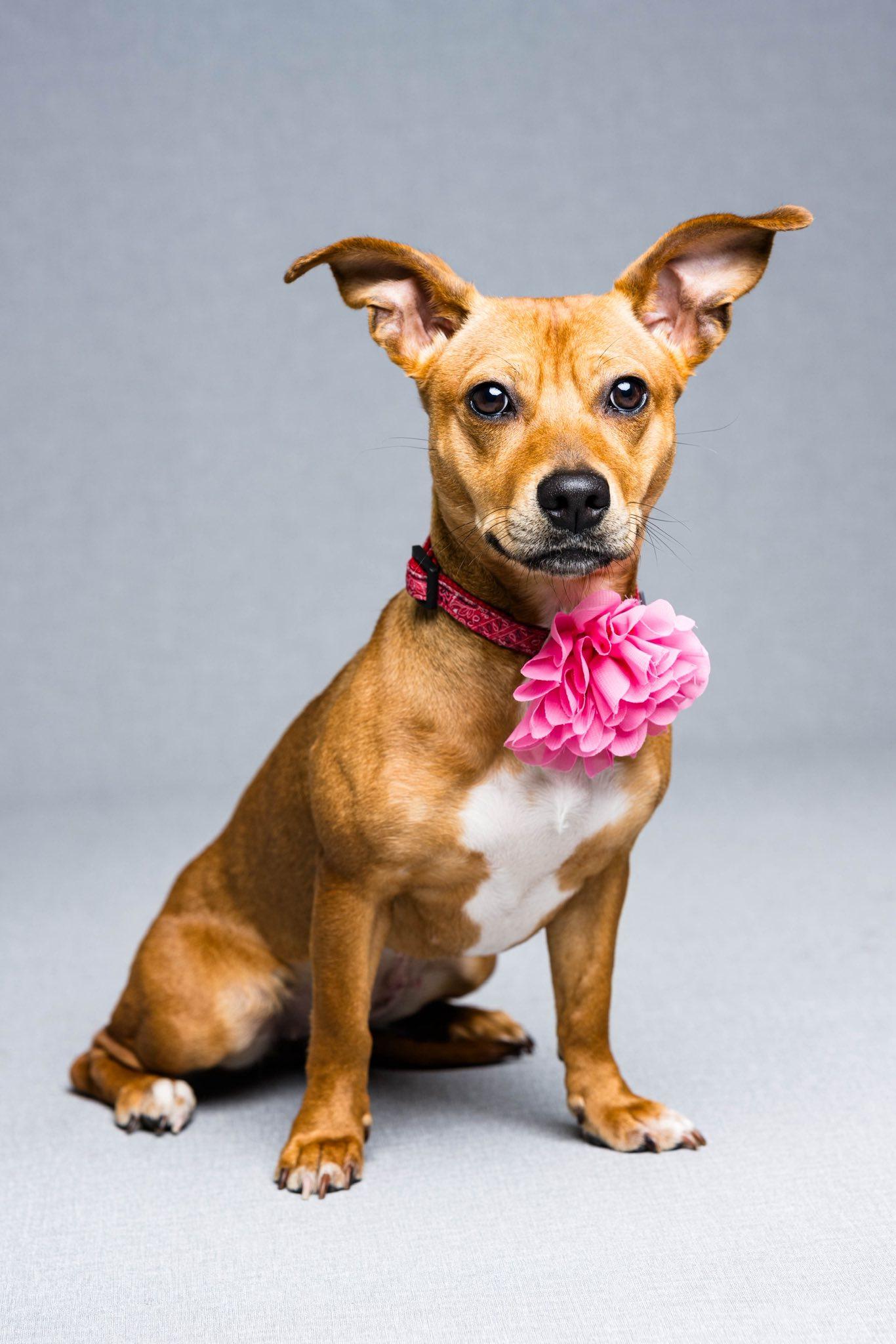 Chica, ADOPTABLE, Adult Female Dachshund & Chihuahua.