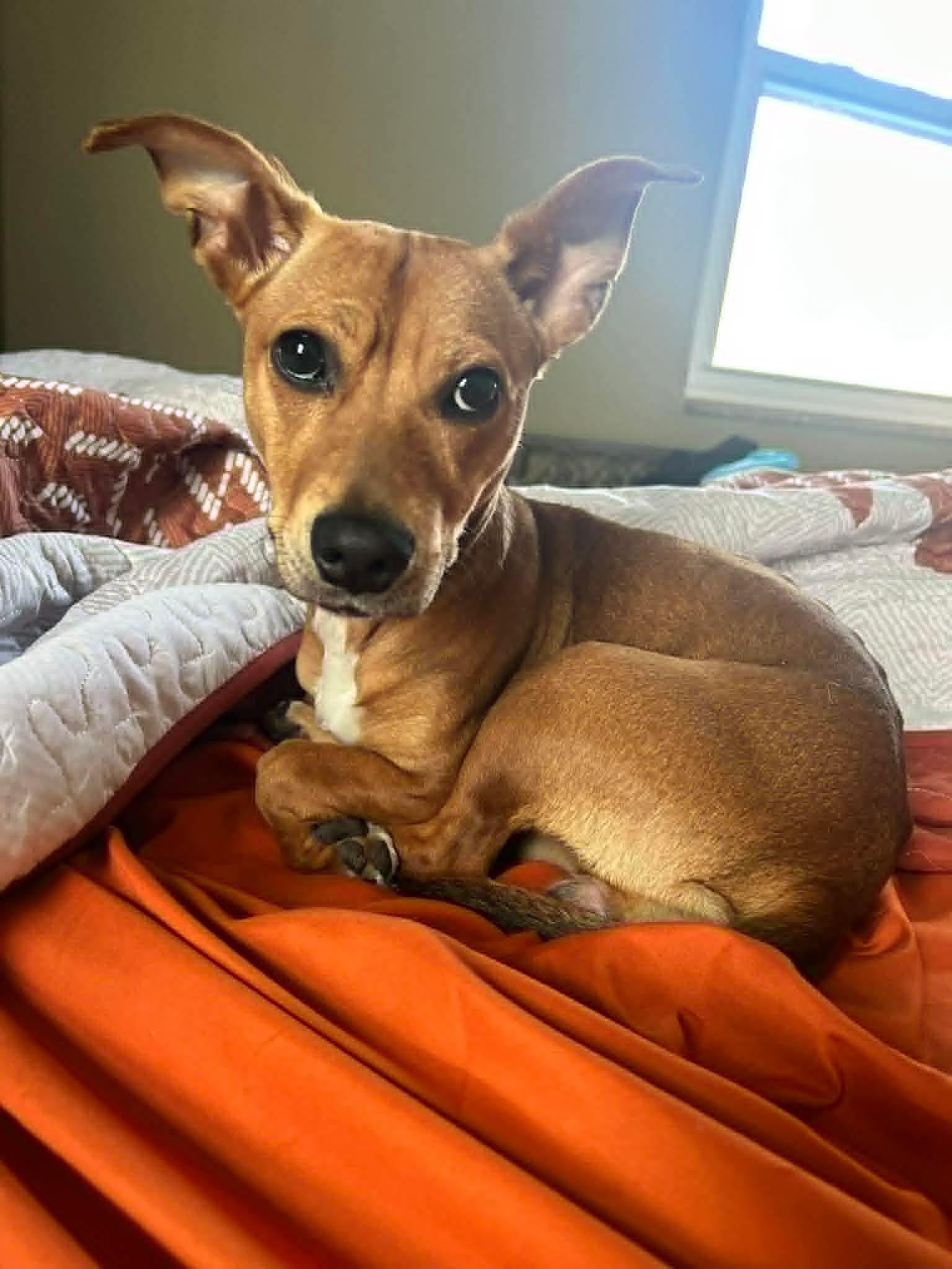 Enlarge Chica, a ADOPTABLE mixed breed in Oregon, OH image 2/2