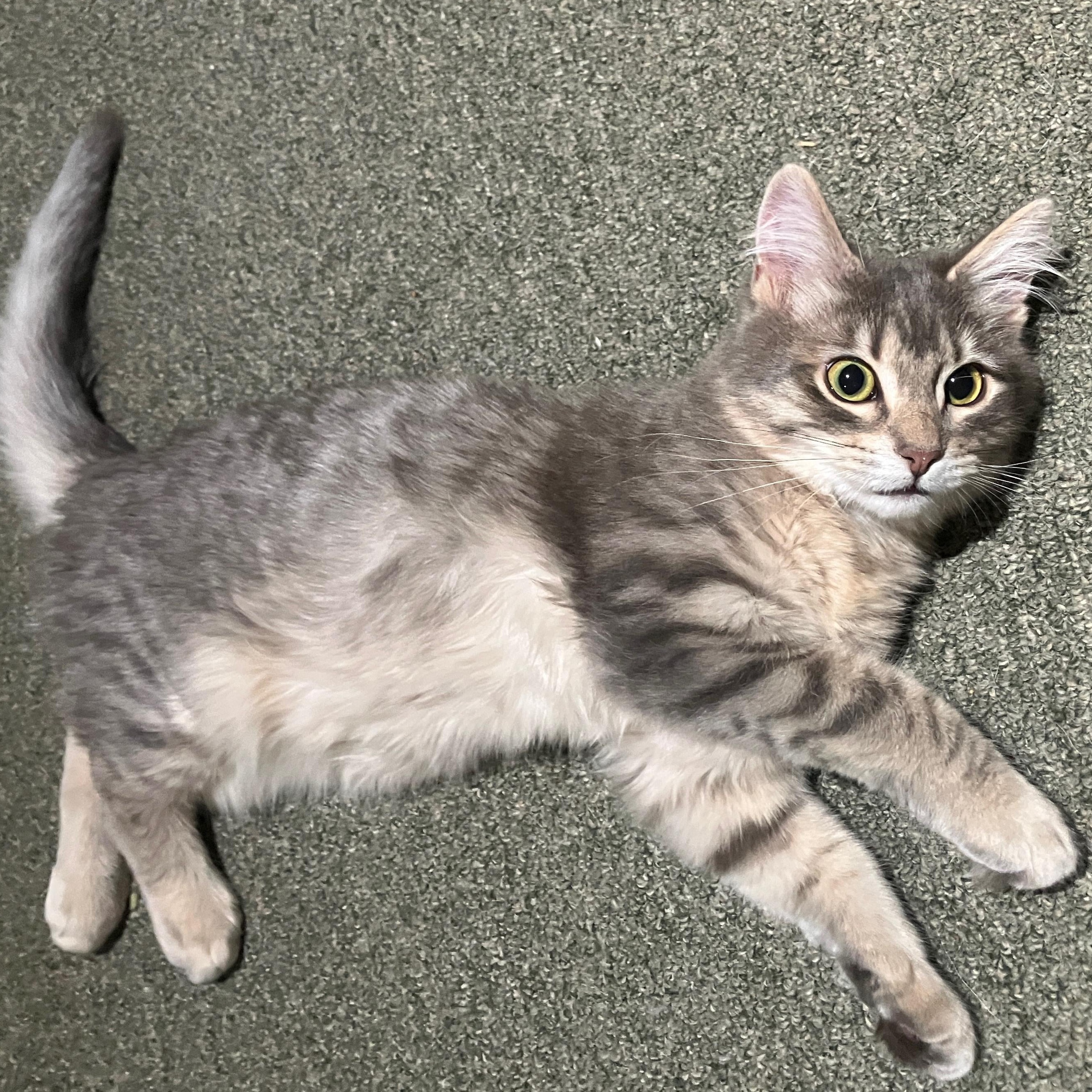 Enlarge Carbonara – Professional Flopper & Master Cuddler, a ADOPTABLE Domestic Short Hair in Prescott, AZ image 3/3