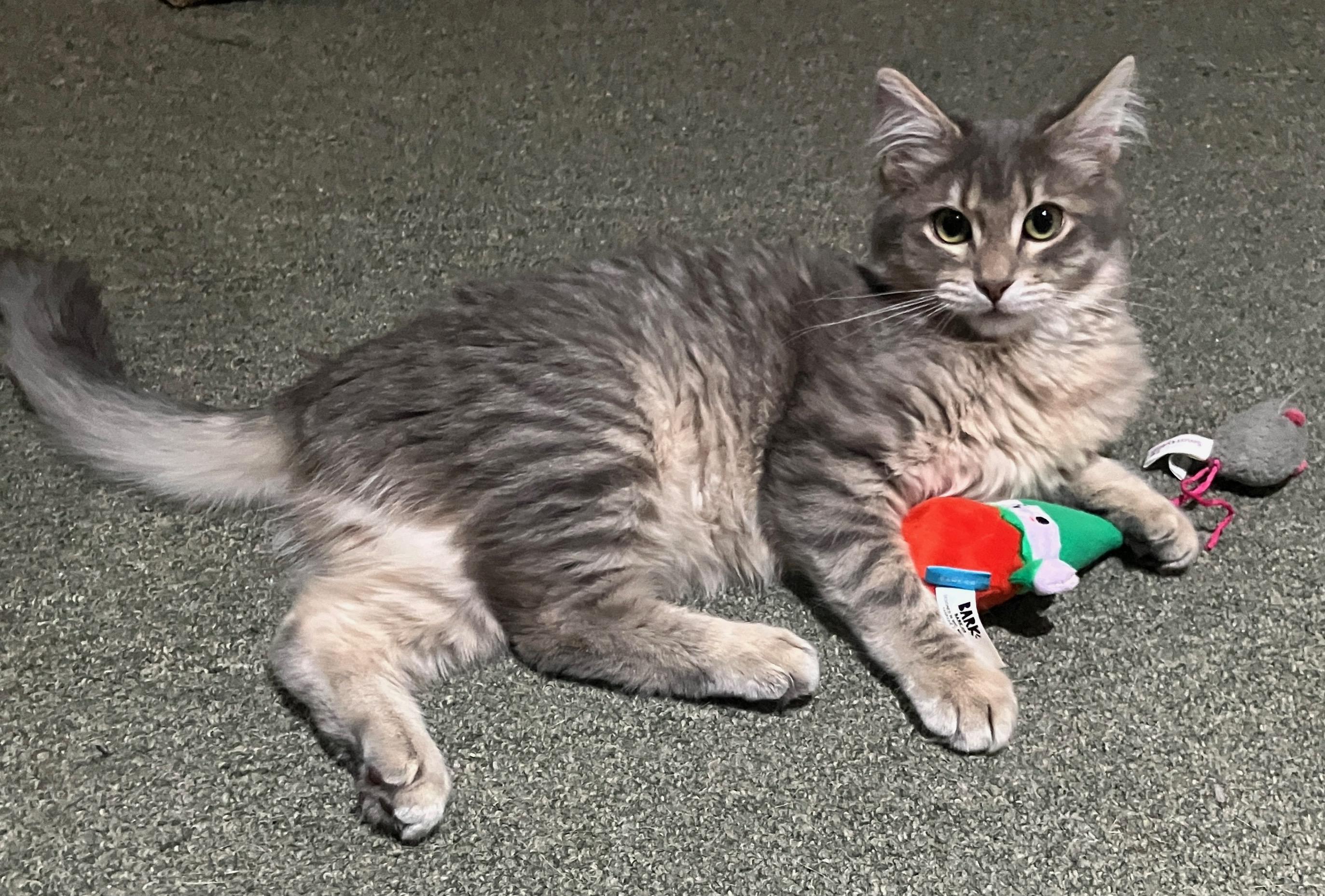 Enlarge Carbonara – Professional Flopper & Master Cuddler, a ADOPTABLE Domestic Short Hair in Prescott, AZ image 1/3