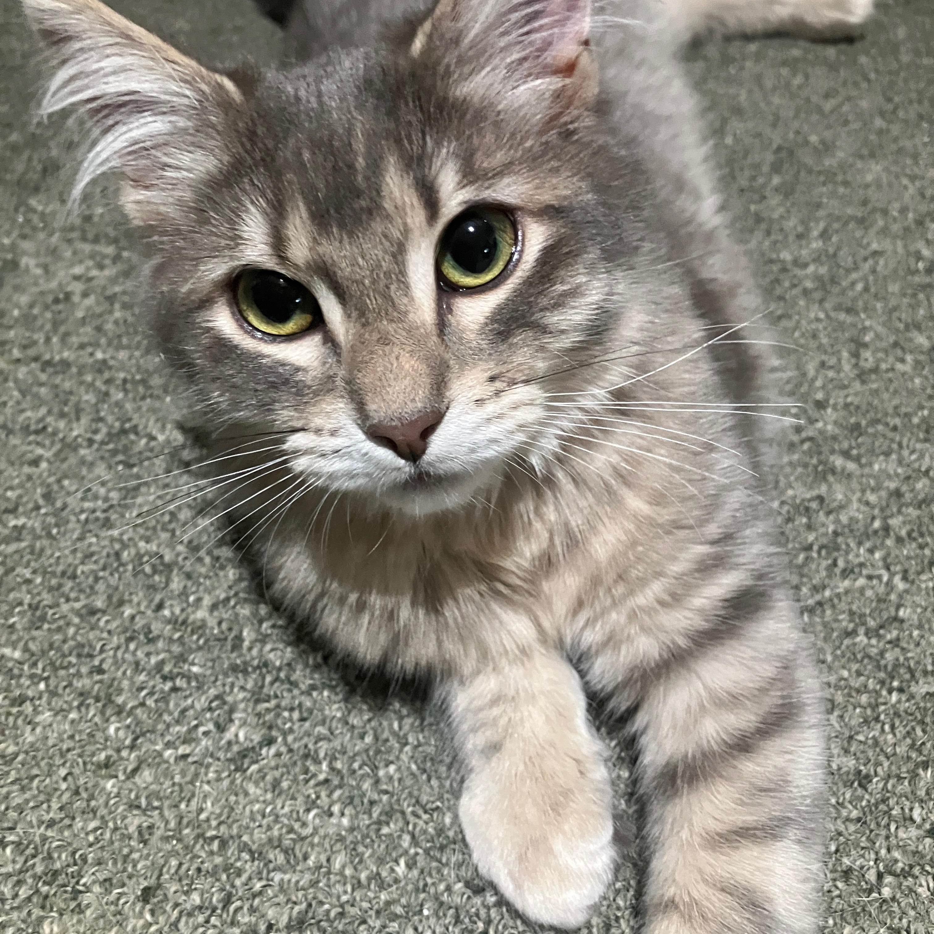 Enlarge Carbonara – Professional Flopper & Master Cuddler, a ADOPTABLE Domestic Short Hair in Prescott, AZ image 2/3