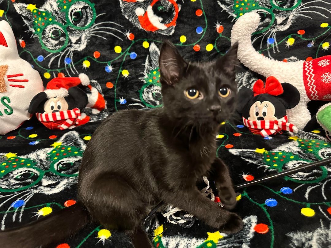 Bear, Adopted, Young Male Domestic Short Hair.