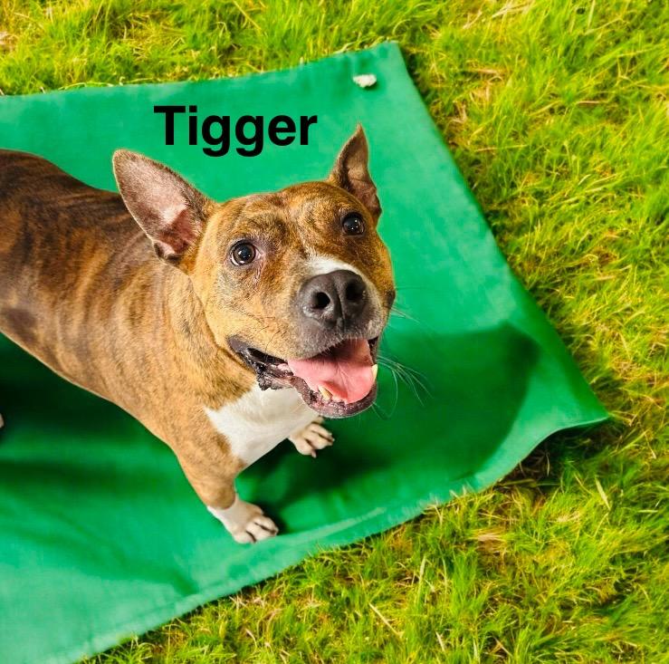 Enlarge Tigger, a Adopted mixed breed in Winter haven, FL image 2/2