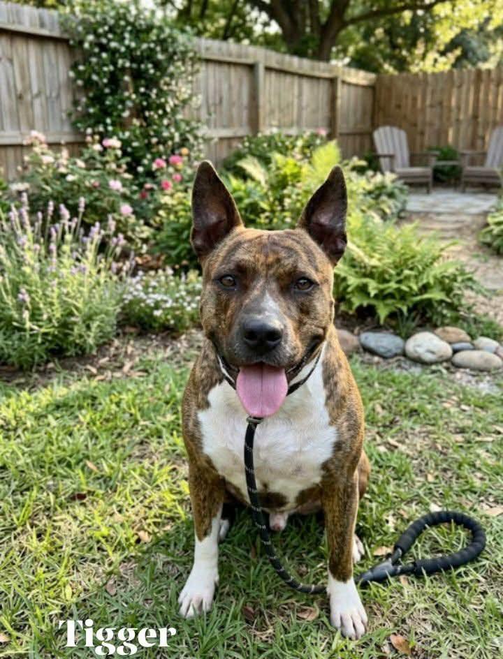Enlarge Tigger, a Adopted mixed breed in Winter haven, FL image 1/2