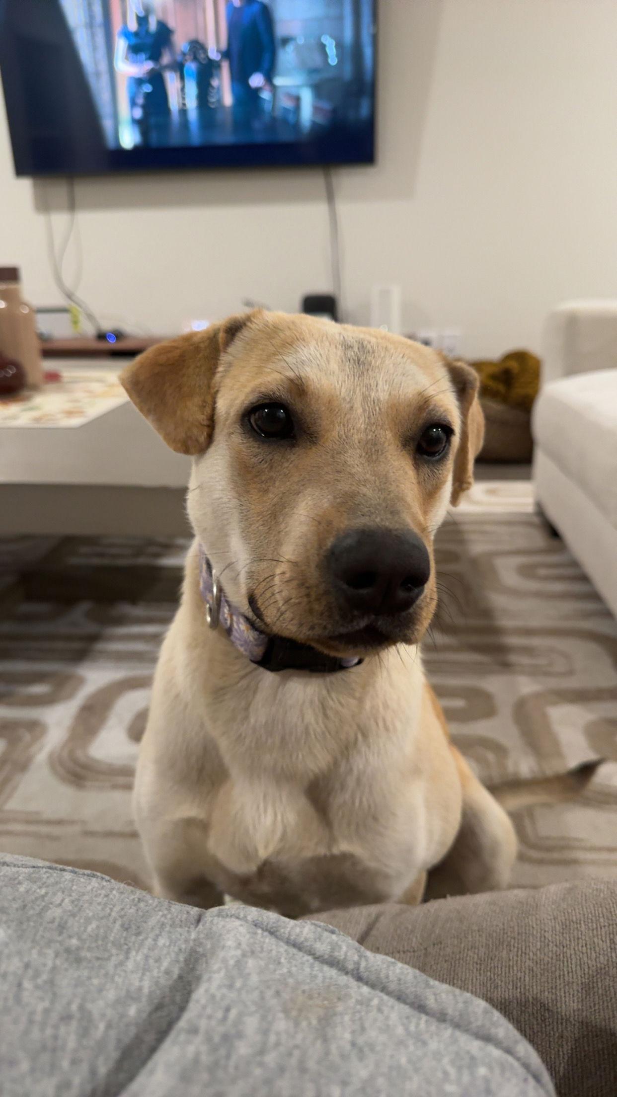 Toast, Adopted, Young Female Yellow Labrador Retriever.