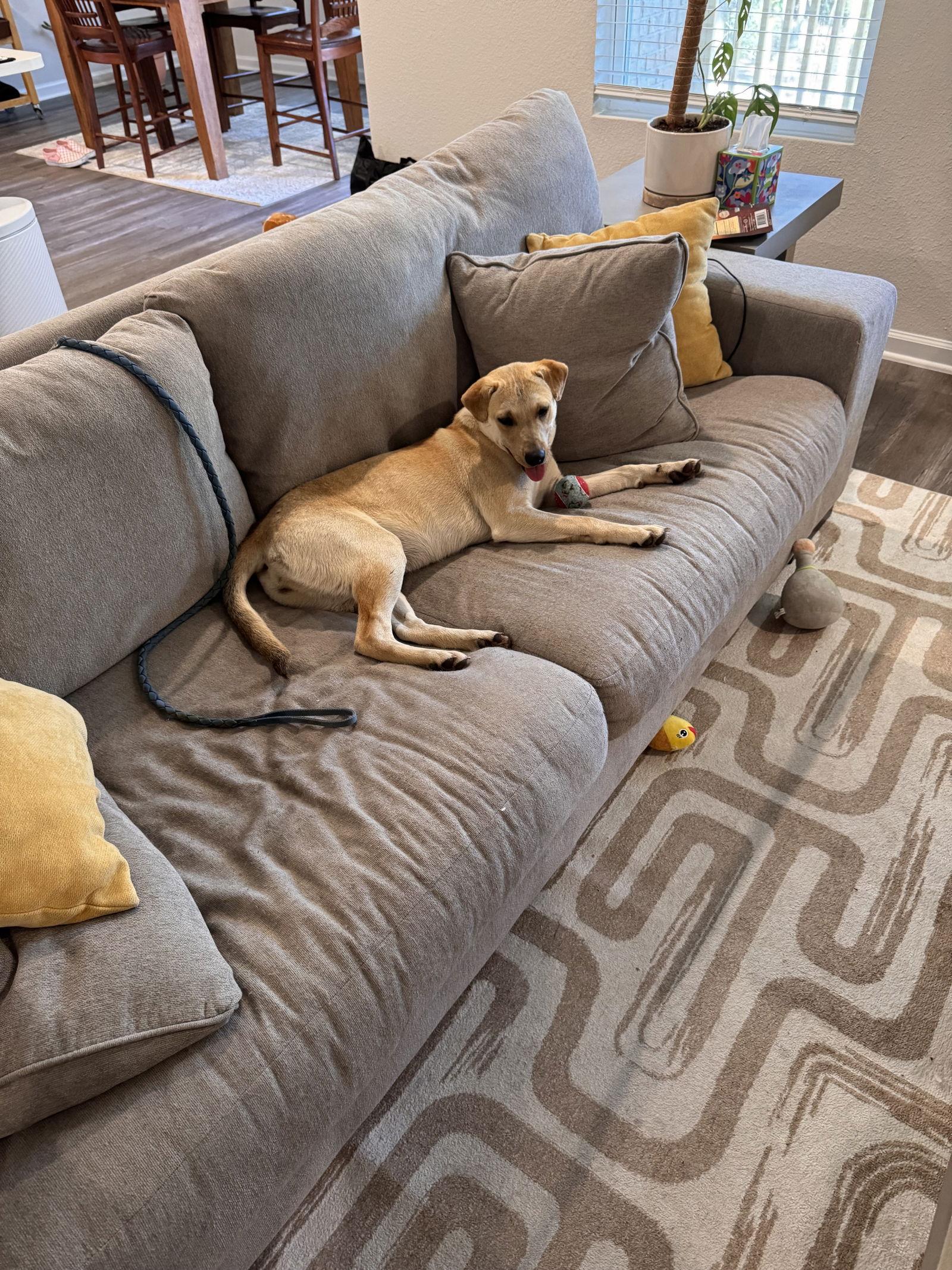 Toast, a Adopted Yellow Labrador Retriever in Mobile, AL image 2/2