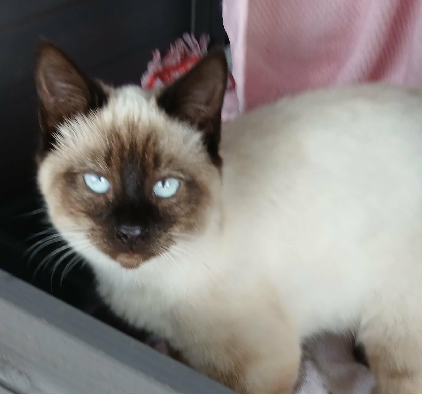 Enlarge Baby Girl, an adopted mixed breed in LITTLE MOUNTAIN, SC image 2/2