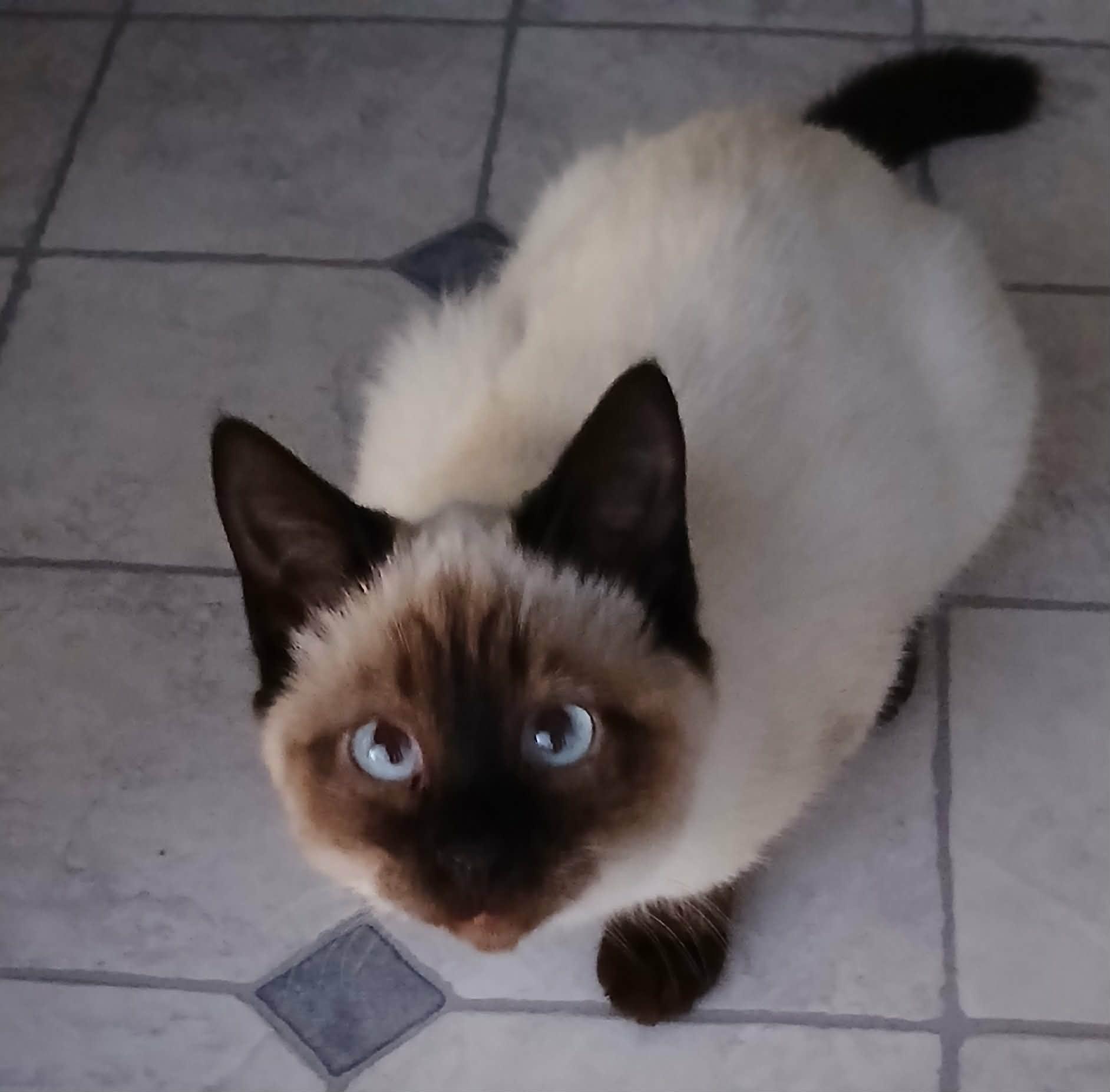 Enlarge Baby Girl, an adopted mixed breed in LITTLE MOUNTAIN, SC image 1/2