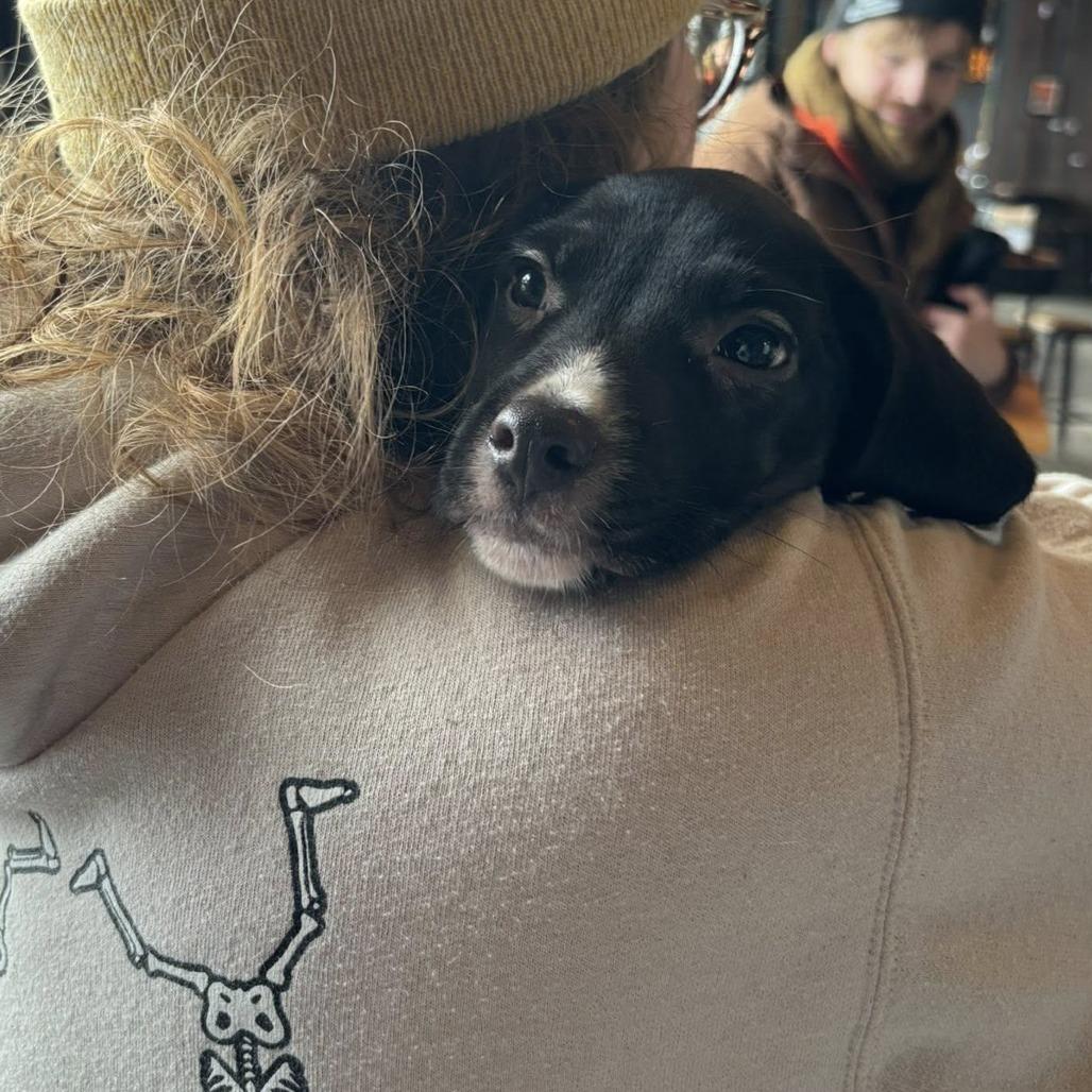 Sugar, Adoptable, Puppy Male Chihuahua & Mixed Breed.