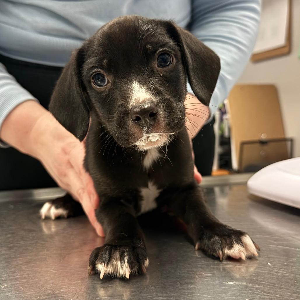 Sugar, a Adoptable mixed breed in Chaska, MN image 2/4