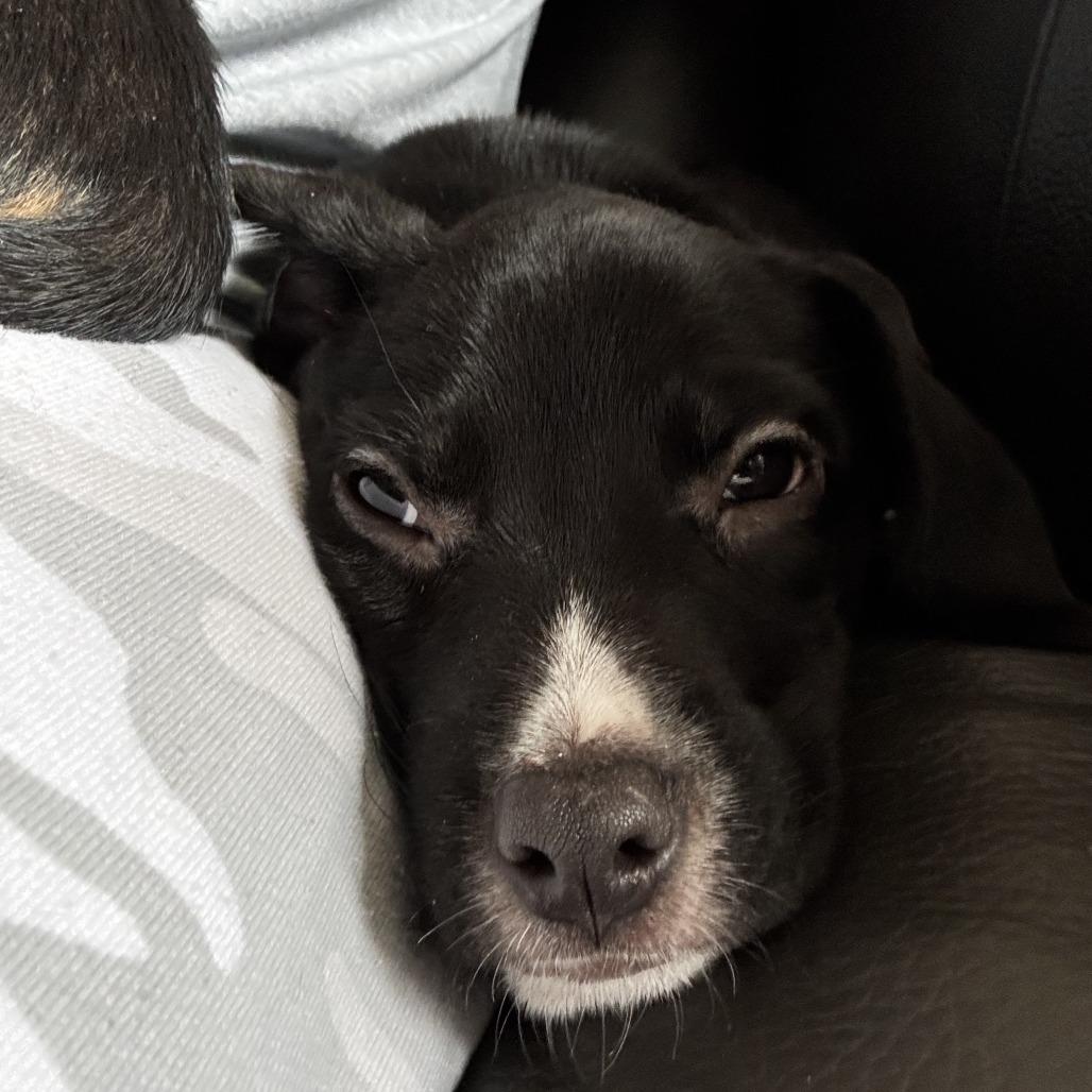 Sugar, a Adoptable mixed breed in Chaska, MN image 3/4