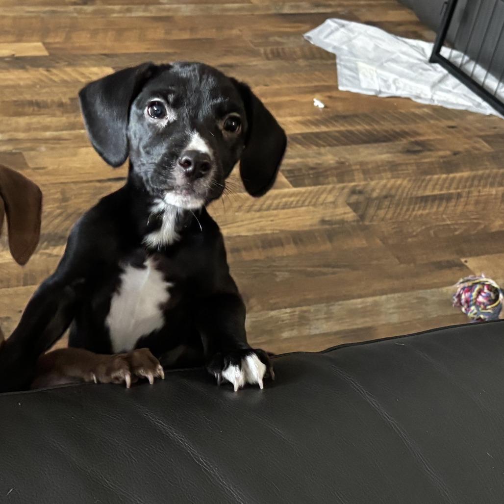 Sugar, a Adoptable mixed breed in Chaska, MN image 4/4