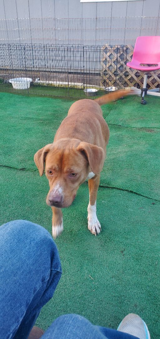 Mo, a Adoptable mixed breed in Campton, KY image 2/6