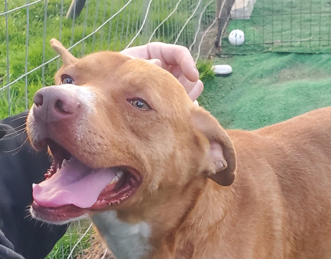 Mo, a Adoptable mixed breed in Campton, KY image 3/6