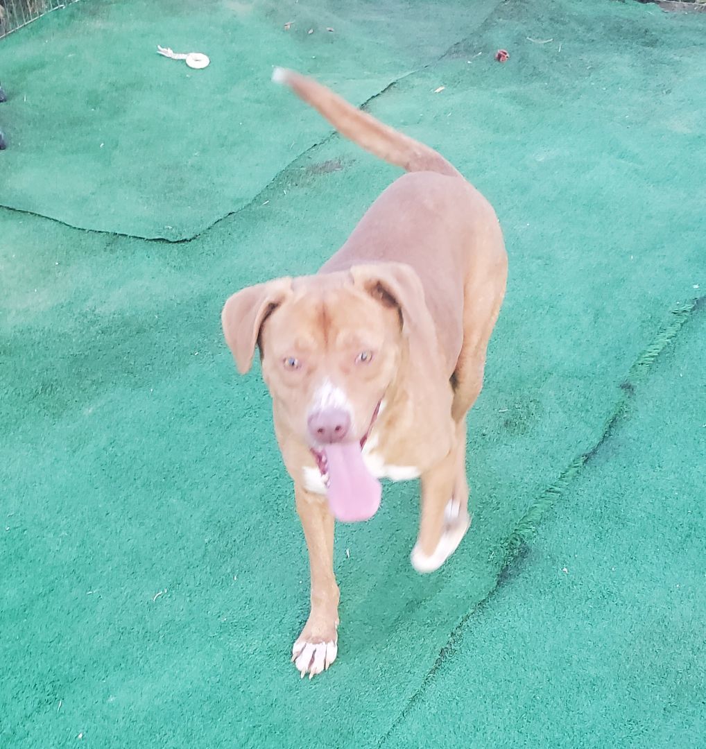 Mo, Young Male Labrador Retriever