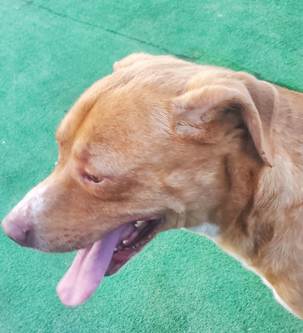 Mo, a Adoptable mixed breed in Campton, KY image 4/6