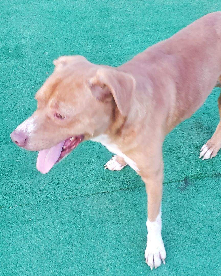 Mo, a Adoptable mixed breed in Campton, KY image 5/6