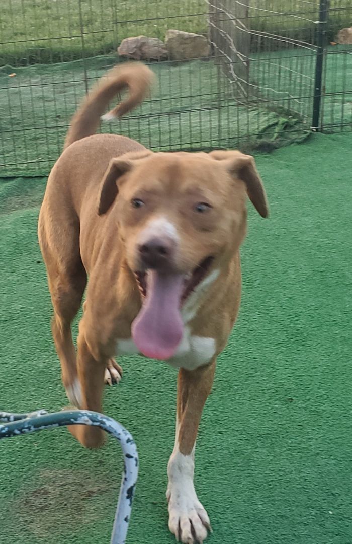 Mo, a Adoptable mixed breed in Campton, KY image 6/6