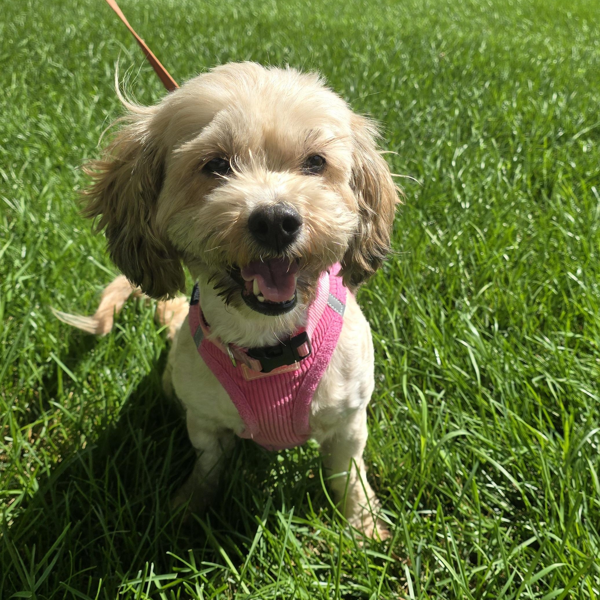 Savannah, an adoptable Cavapoo in Fowlerville, MI, 48836 | Photo Image 1