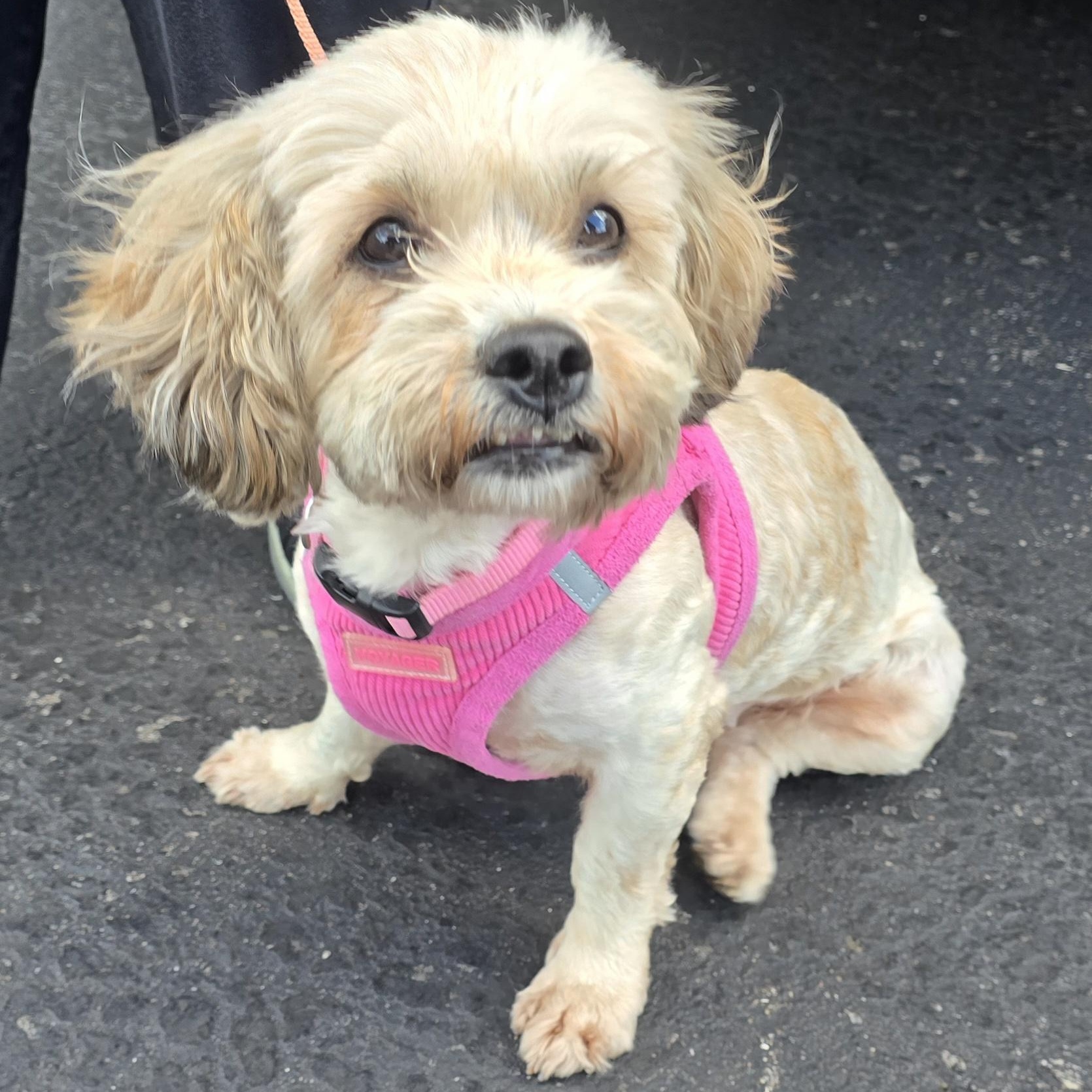 Savannah thumbnail 3