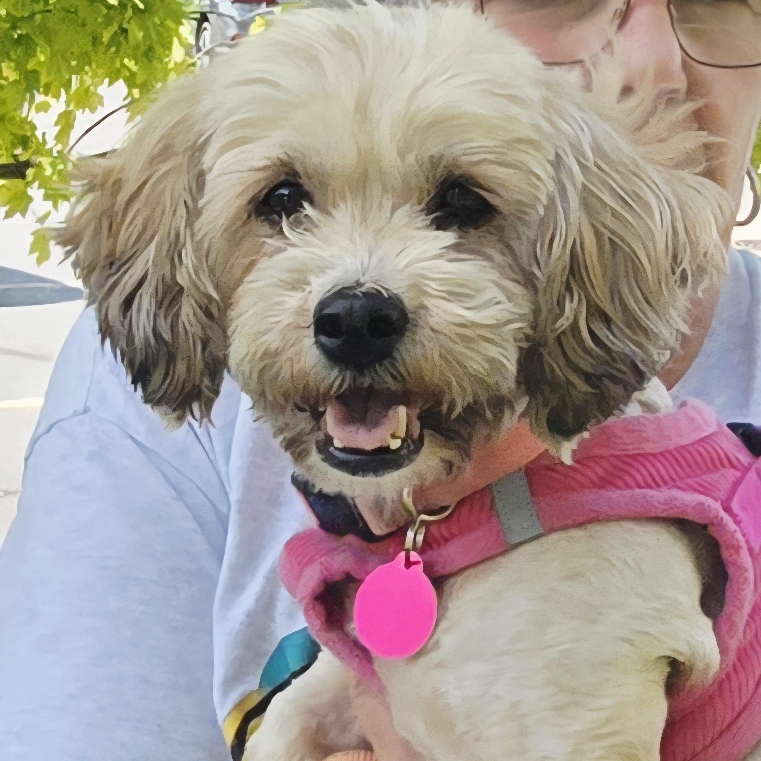 Savannah, an adoptable Cavapoo in Fowlerville, MI, 48836 | Photo Image 2