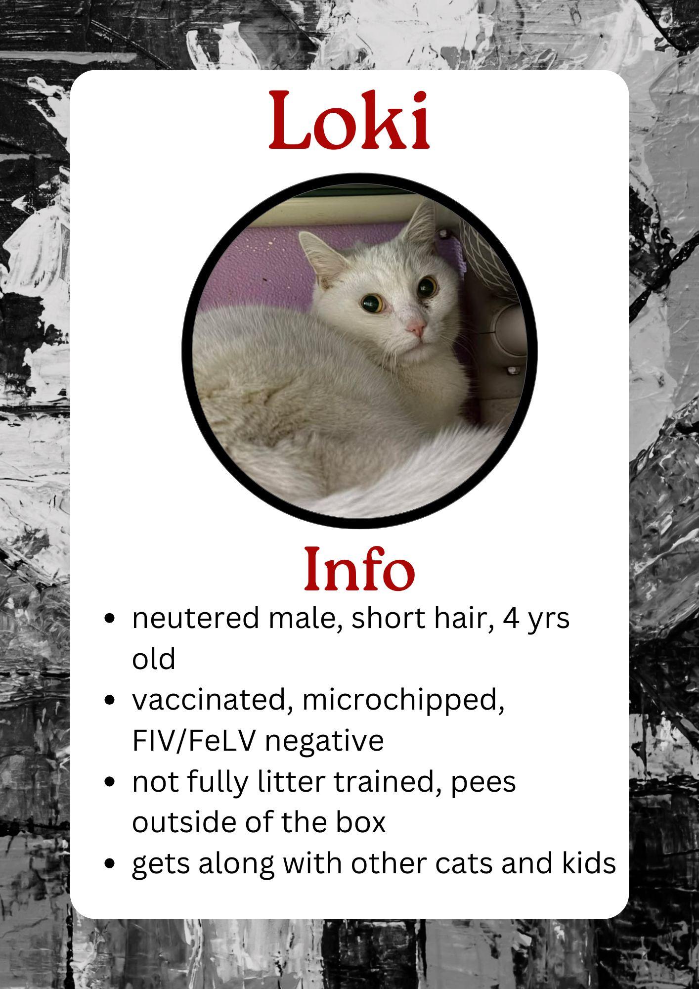 Enlarge Loki, an adopted Domestic Short Hair in Greensburg, IN image 1/1