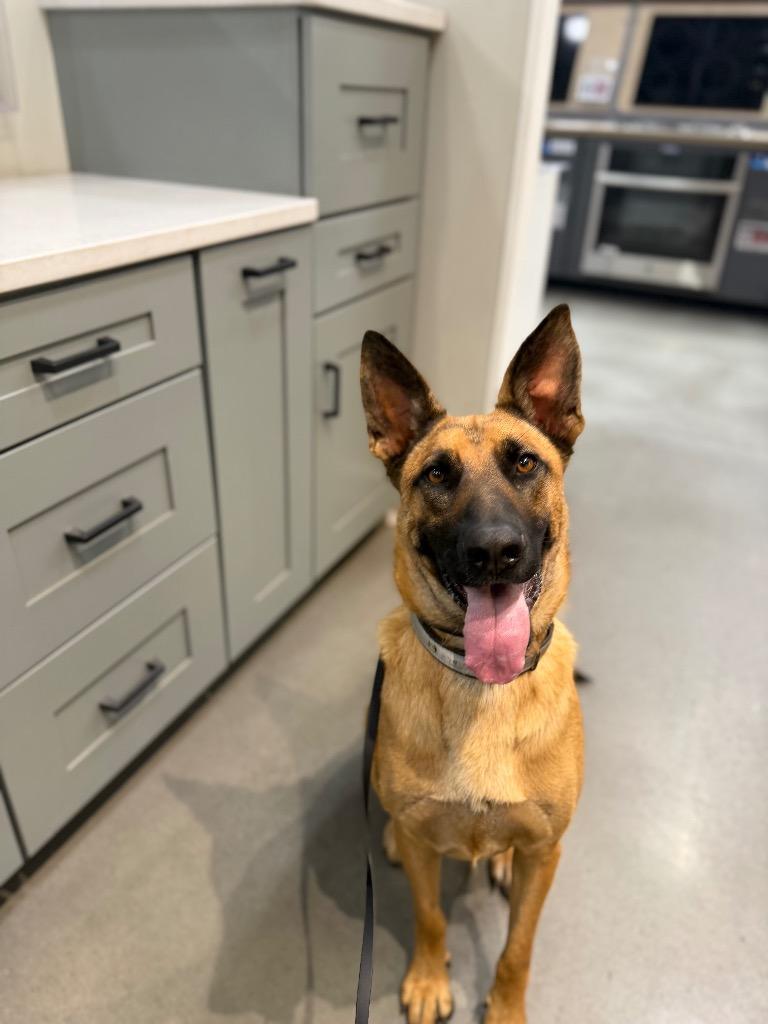 Enlarge Stanford, a Adoptable mixed breed in Chico, CA image 1/3